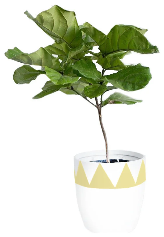 contemporary-outdoor-pots-and-planters.jpg