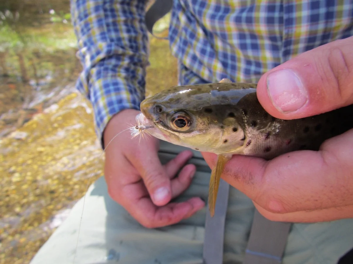 The Council of Victorian Fly Fishing Clubs