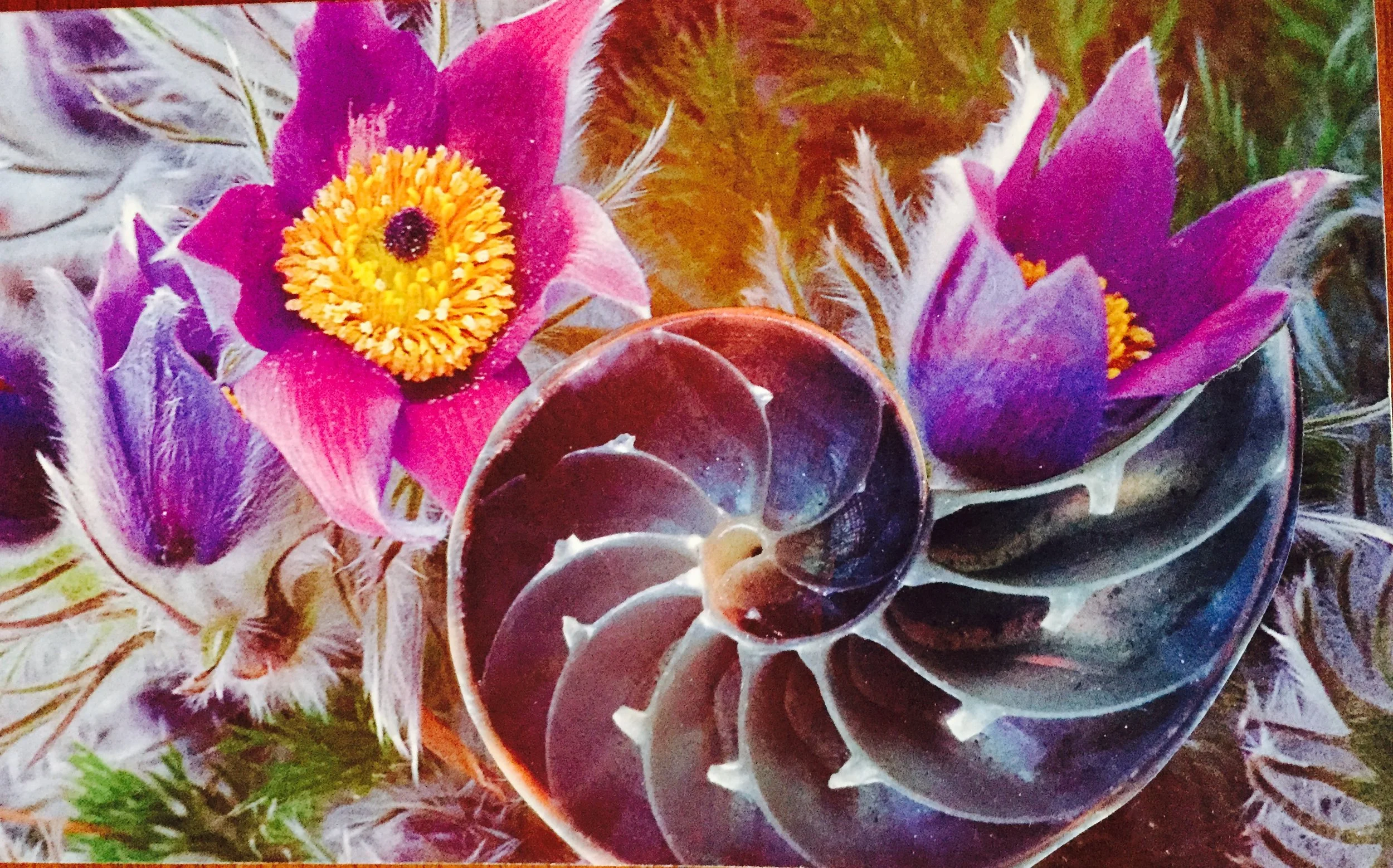 Evening of SoulCollage® in Greensboro