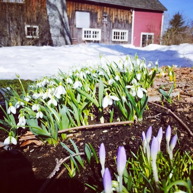 Mud Season: The Messiness and Sweetness of Transitions - A Circle of Trust Retreat®