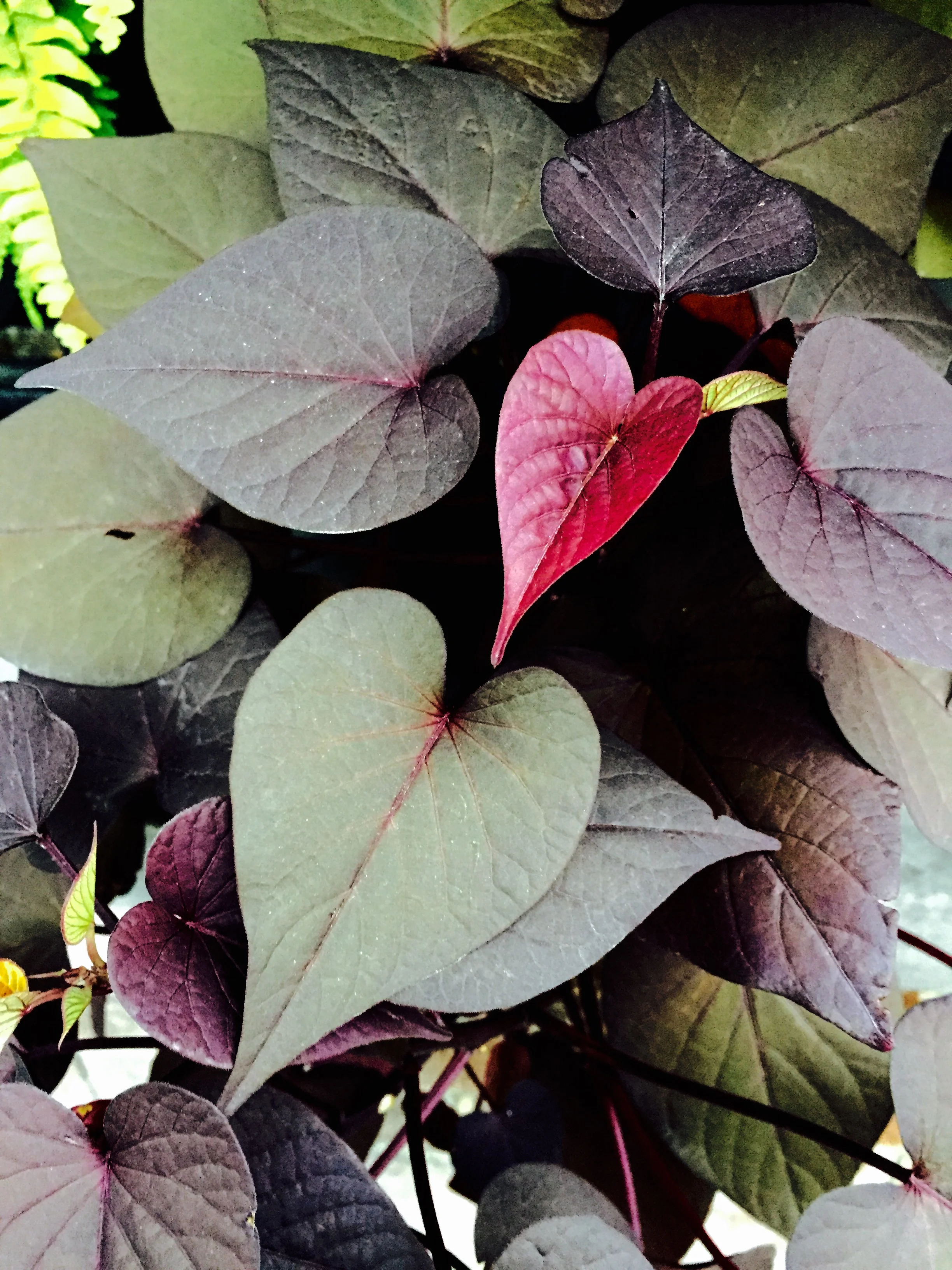 The Mystery of Paradox