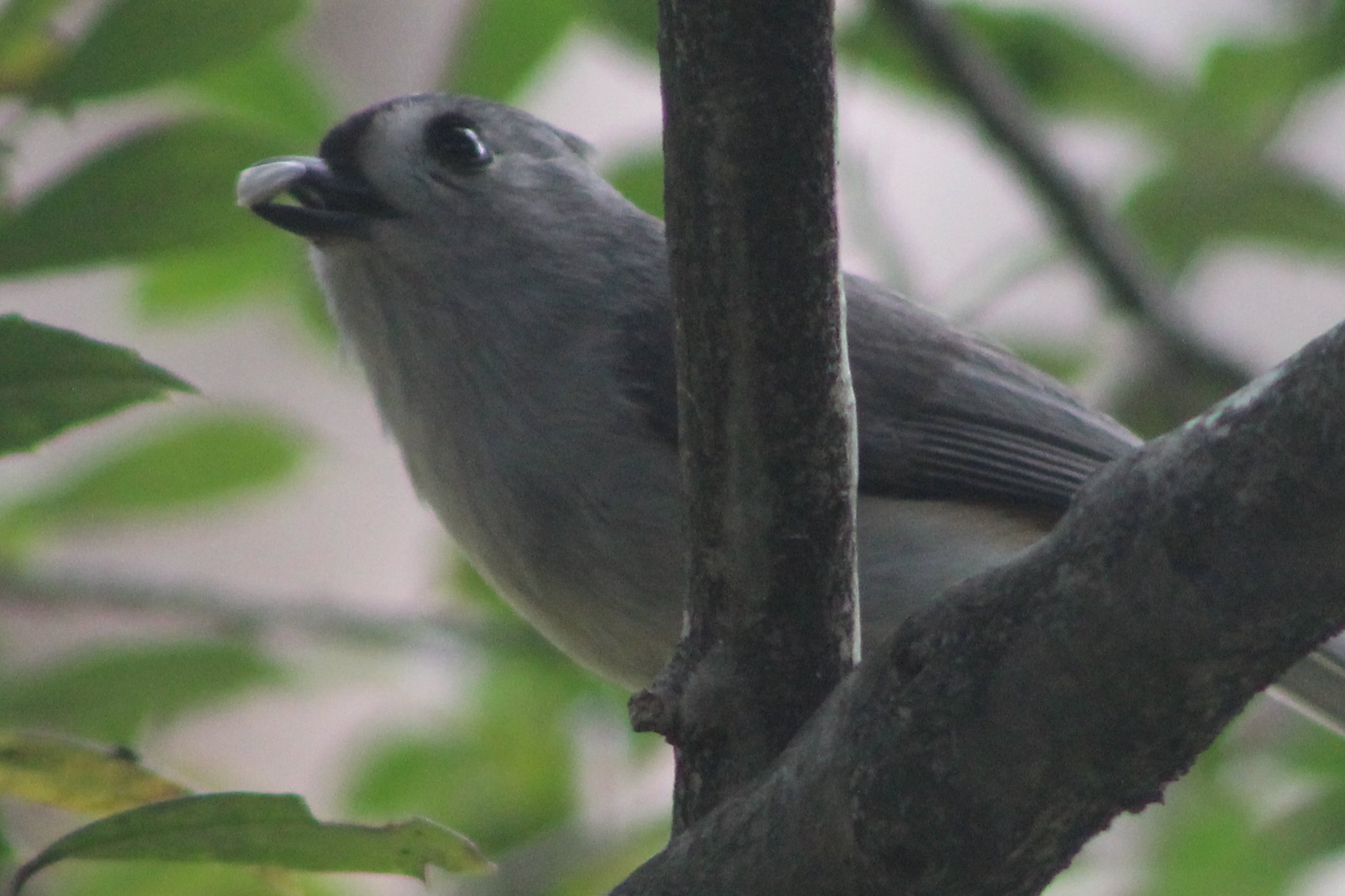 Reflections: A Budding Love Affair with the Bird Cousins