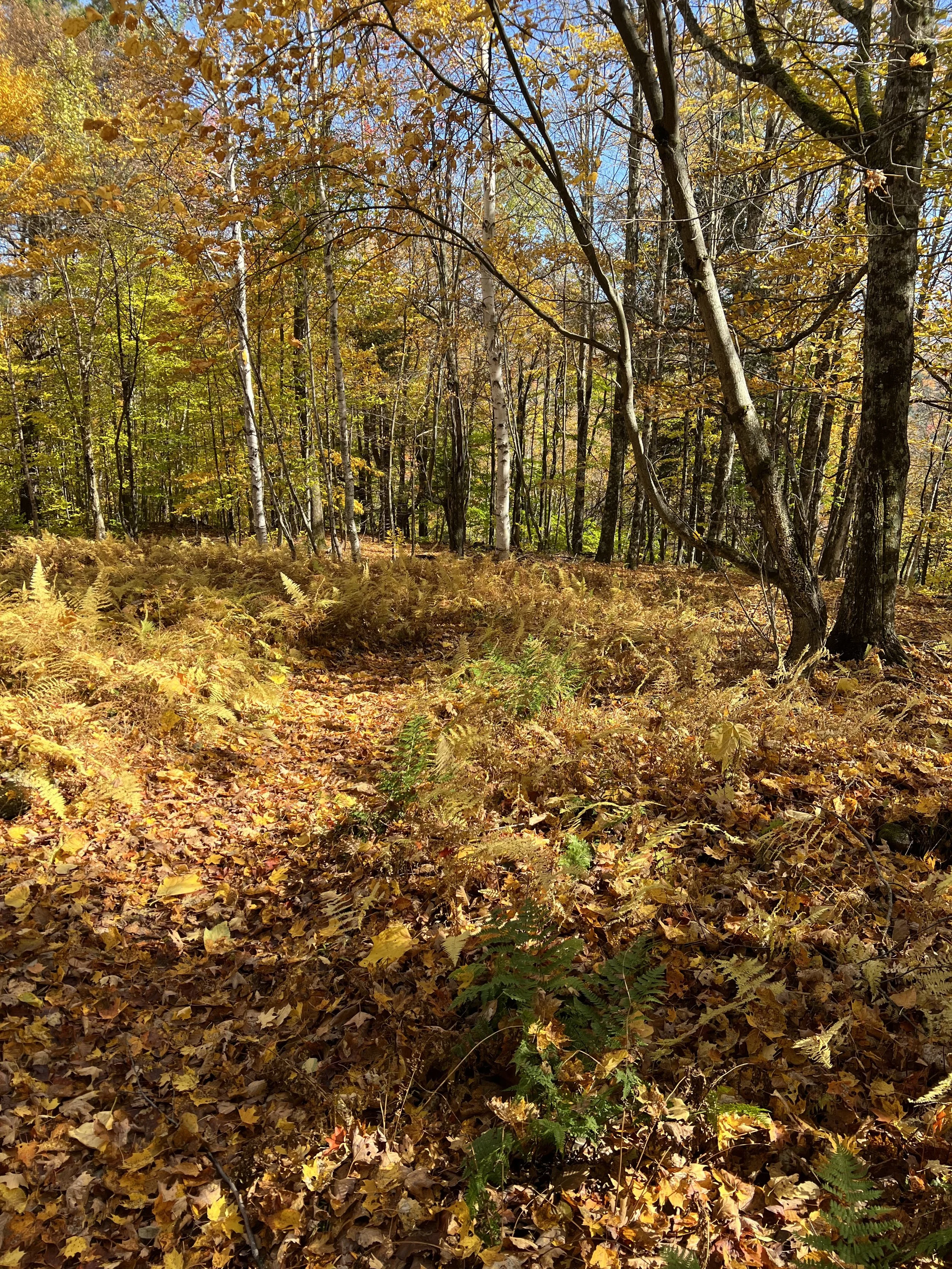 In Relationship - Reflections and Love Notes to Earth