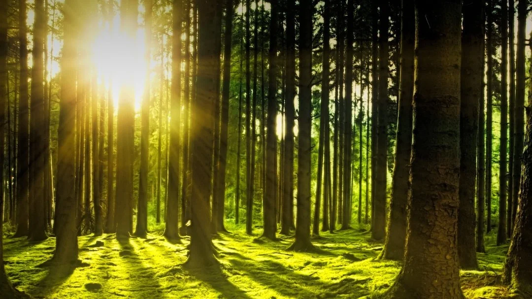 WholeHeart Community Gathering:    Cultivating Soil & Soul (in-person)