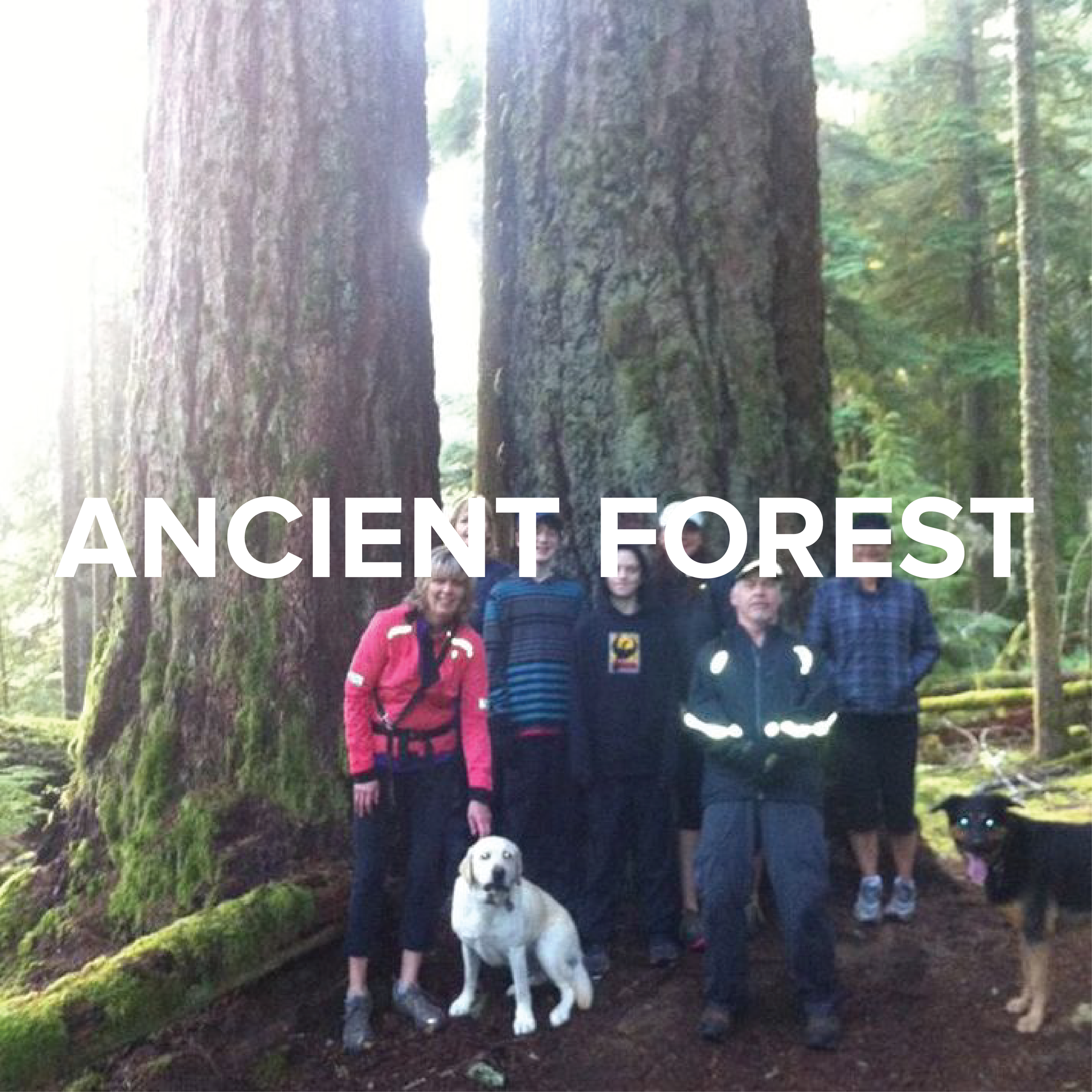 ANCIENT FOREST