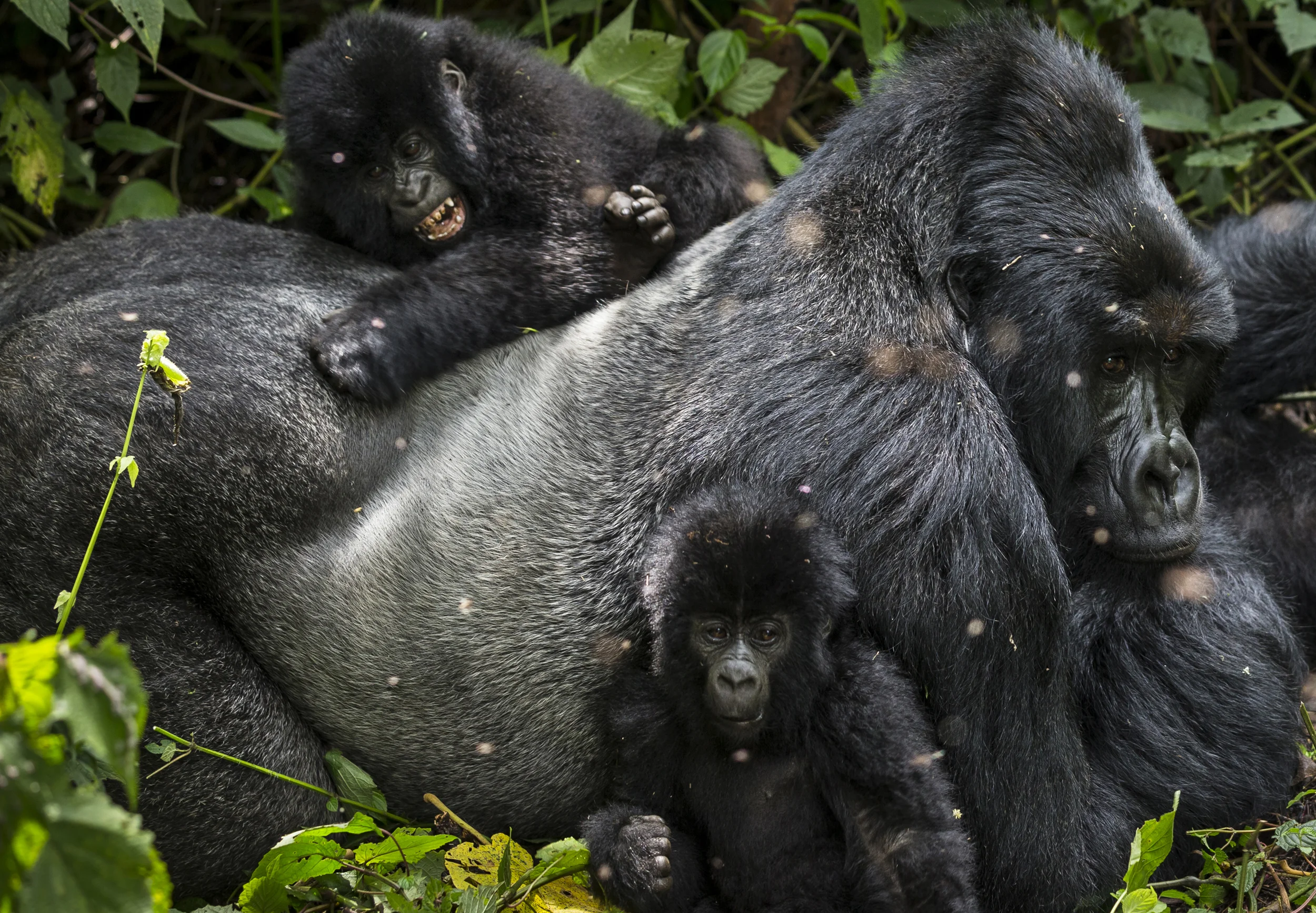 BUKIMA, VIRUNGA NATIONAL PARK, DRC, 6 AUGUST 2013: Images of the Bageni family in the gorilla sector of Virunga National Park, DRC, 6 August 2013. The gorillas sector is currently occupied by the M23 rebel movement of the Congolese army. Despite this and a previous occupation by a previous rebel group, the gorillas continue to survive, largely due the efforts of the ICCn, the Congolese Conservation Authority. The previous Bukima camps were destroyed, first by the CNDP rebel movement in 2008 and 2009; now most recently by their followers, the M23 rebels. Despite these setbacks and the ongoing danger, the ICCN Congolese conservation rangers continue to protect the mountain gorillas of the region and to plan for tourism which will follow if peace is achieved. (photo by Brent Stirton/Reportage by Getty Images.)