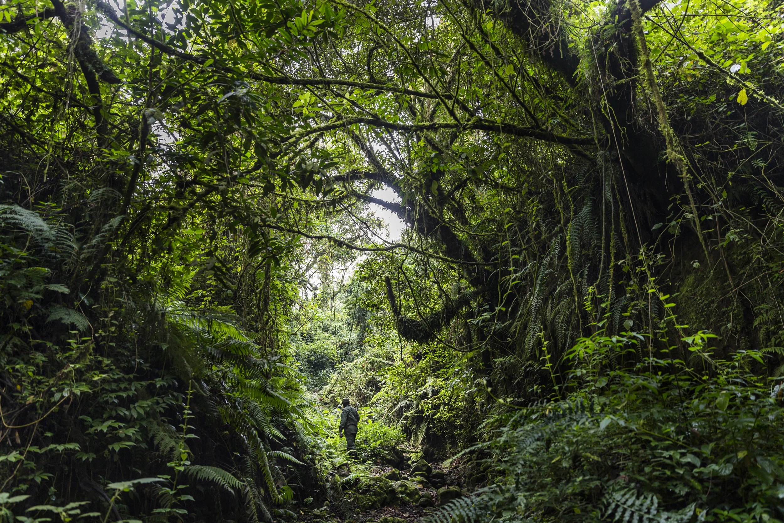 BUKIMA, VIRUNGA NATIONAL PARK, DRC, 6 AUGUST 2013: Image of the plant life in the gorilla sector of Virunga National Park, DRC, 6 August 2013. (photo by Brent Stirton/Reportage by Getty Images.)