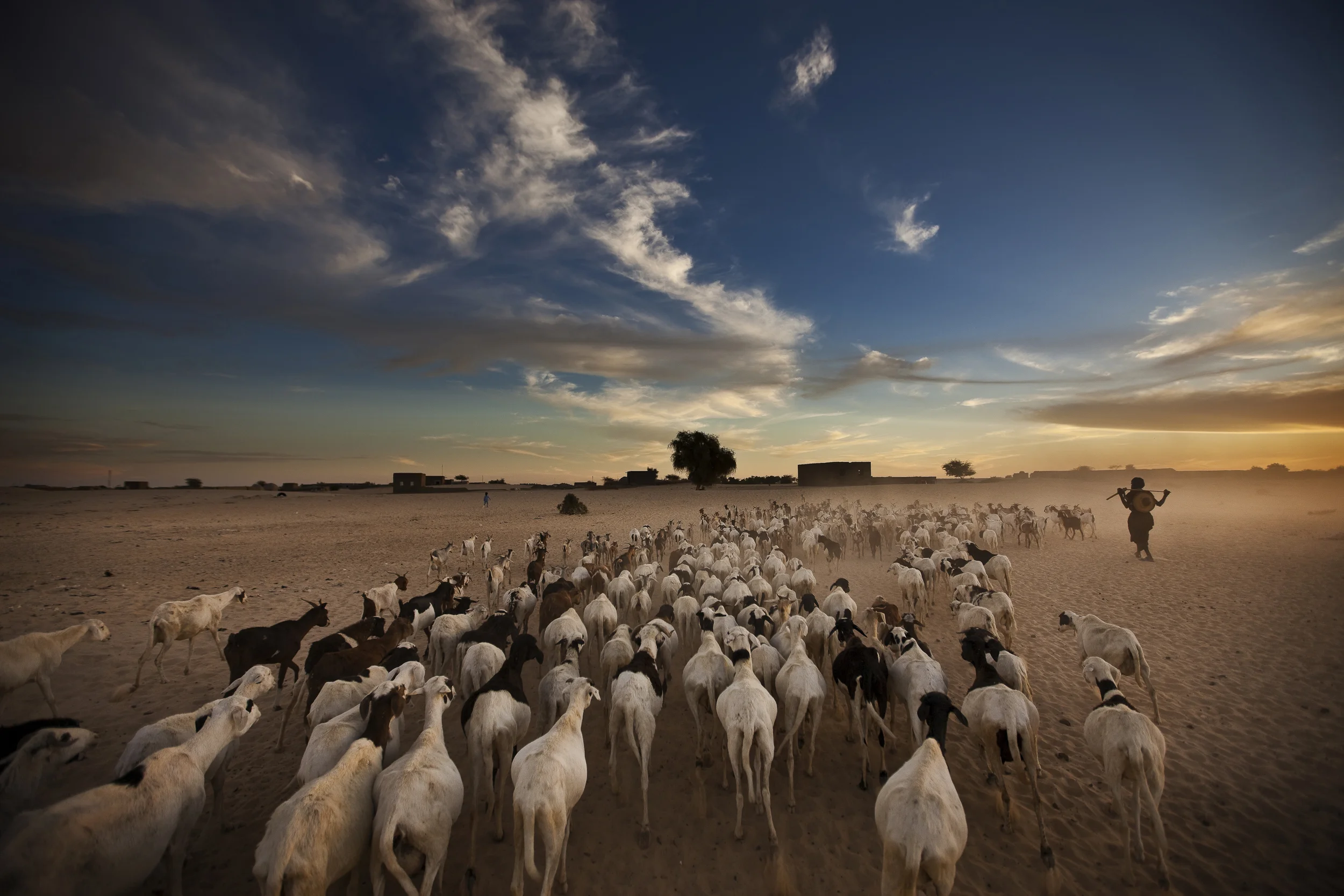 TIMBUKTU, MALI, JANUARY 2010: A Songhay man walks with his animals back into Timbuktu after a day of grazing in the desert outside of the city, Timbuktu, Mali, January 8, 2010. Many of the traditions of Timbuktu remain unchanged for the last thousand years and this is surely one of them. (Photo by Brent Stirton/National Geographic.)