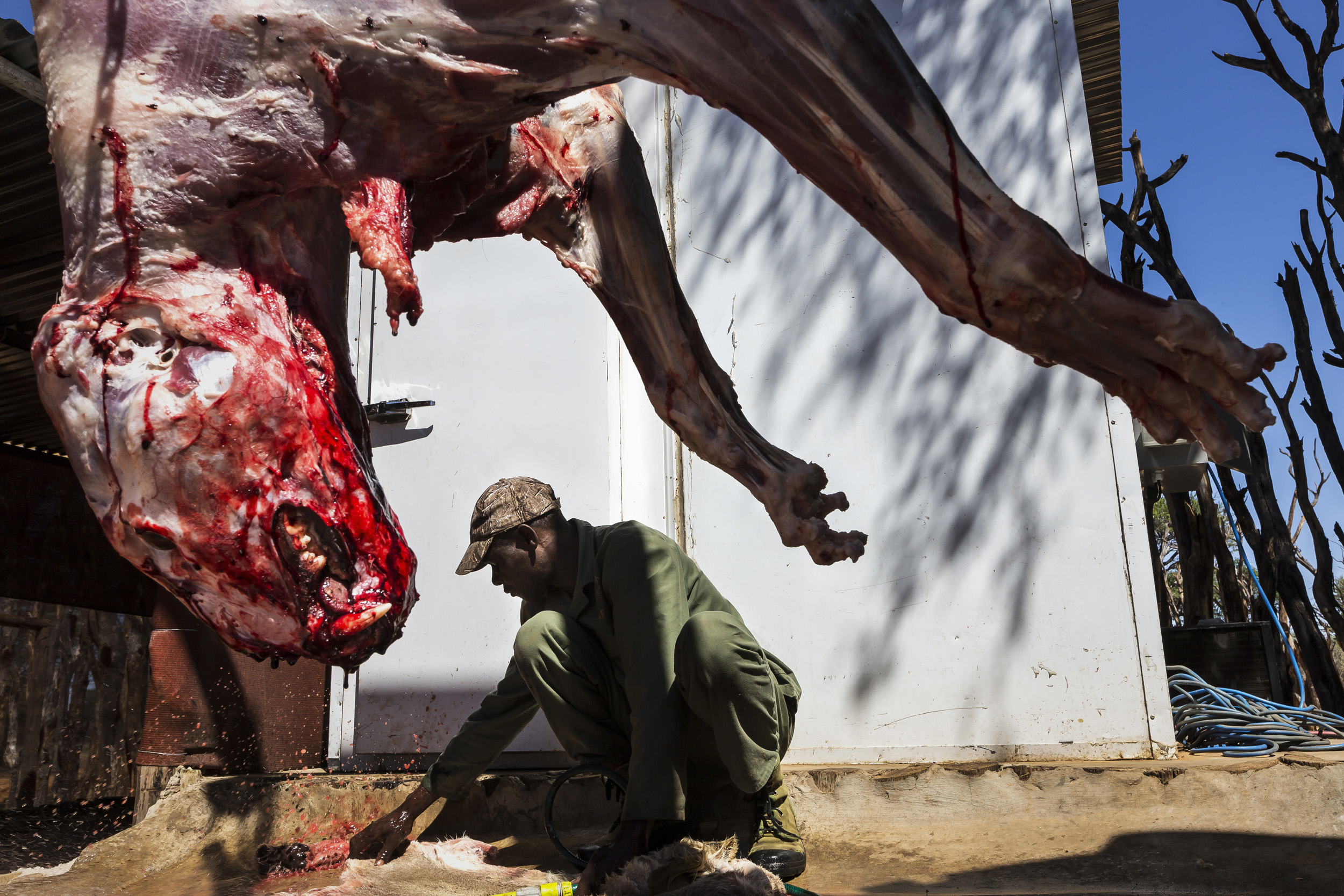 NORTH WEST PROVINCE, SOUTH AFRICA, OCTOBER 2012: A captive bred lion is skinned after a hunt close to the South Africa/Botswana border, October 19, 2012. Two systems for the hunts exist in two different provinces of South Africa. One practice sees t