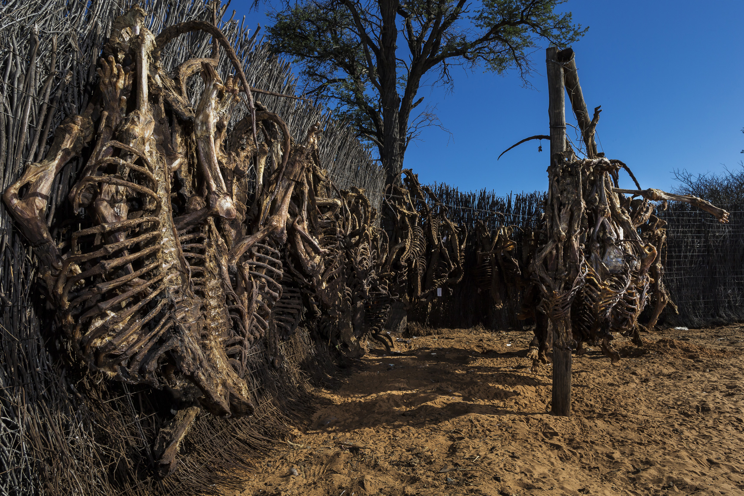 NORTH WEST PROVINCE, SOUTH AFRICA, OCTOBER 2012: Over 40 carcasses from lion hunts hang up to dry in a vehicle yard on a farm in the North West Province, South Africa, October 19, 2012. These bones come from lions killed in legal hunts. The dealer r