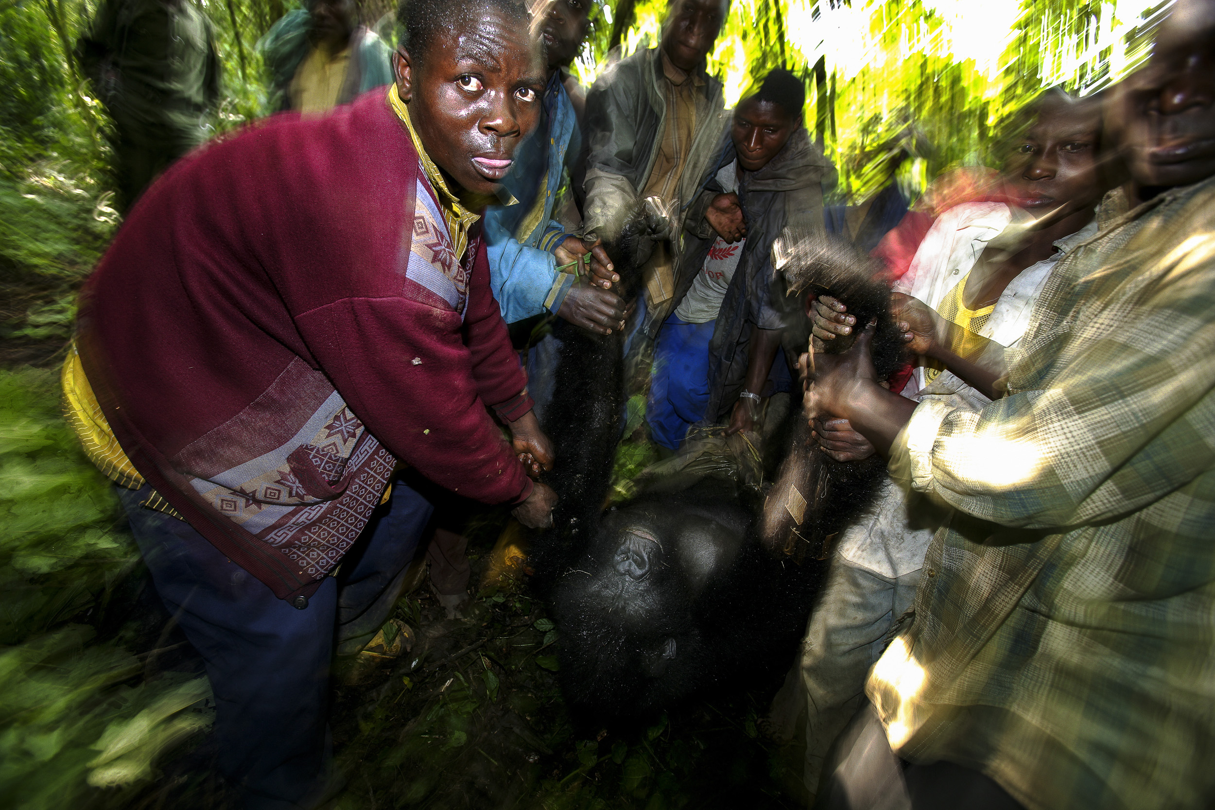 MIKENO, EASTERN DR CONGO, 8 APRIL 2009: Local villagers help to evacuate the body of a female mountain gorilla who has been shot by poachers. It is believed that her baby had been taken by these poachers so they could try to sell it to the highest b