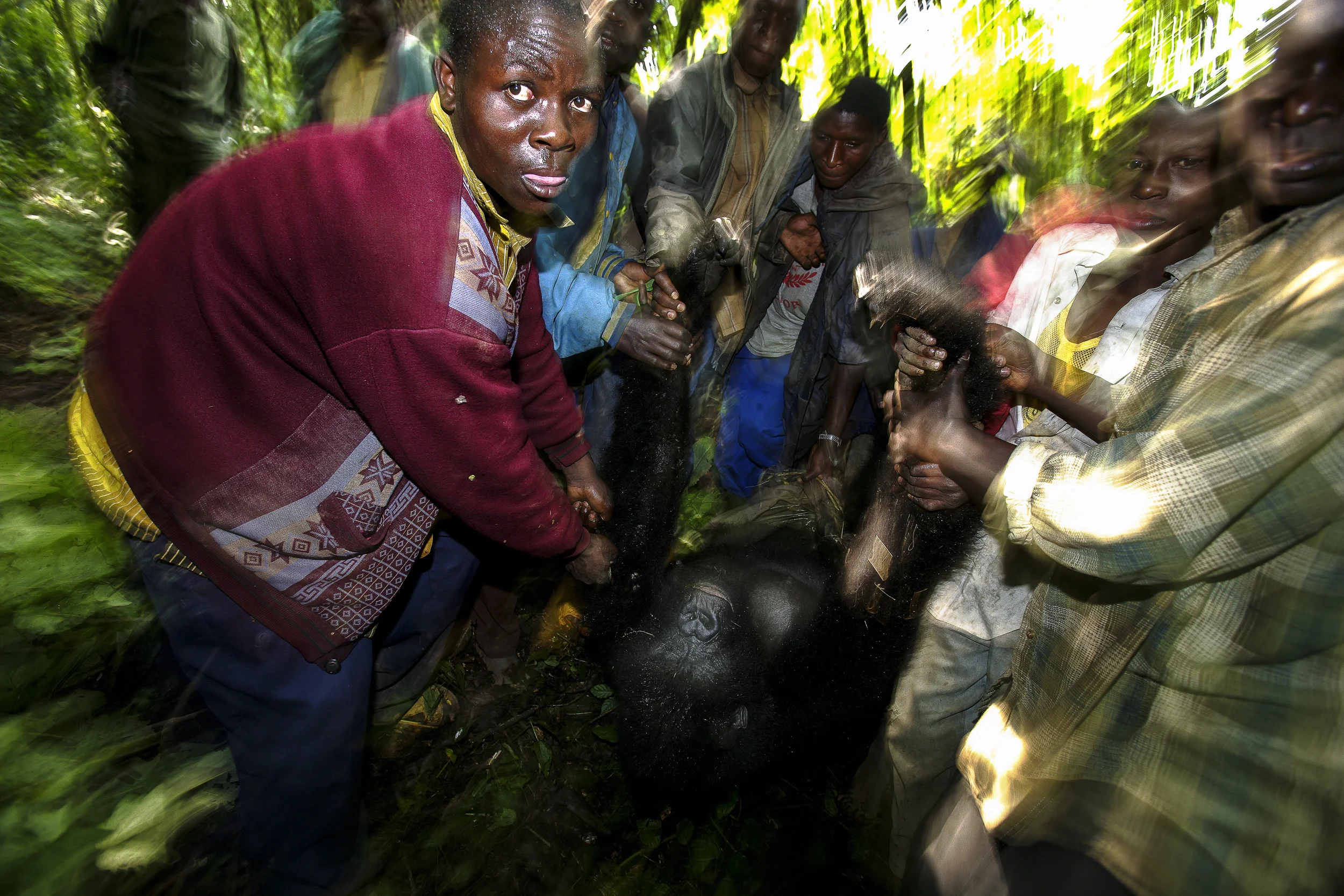MIKENO, EASTERN DR CONGO, 8 APRIL 2009: Local villagers help to evacuate the body of a female mountain gorilla who has been shot by poachers. It is believed that her baby had been taken by these poachers so they could try to sell it to the highest bidder. Mountain Gorillas are extremely rare, with just over 700 in the world today. They exist in the Virunga ranges of DR Congo, Rwanda and Uganda. The group in DR Congo numbers just over 300 and their region is occupied by the M23 rebel group, formerly known as CNDP. Despite the conflict in the region, the gorillas remain, a fragile, threatened group that also have poachers and human encroachment to fear. The Senkwekwe Center is the only facility for critically endangered orphan mountain gorillas in the world. It is located in Virunga National Park, Democratic Republic of Congo, about 50 kilometers from the border town of Goma. Each gorilla at the center has suffered a traumatic poaching experience, injuries from snares, and/or losing their mothers in brutal killings. These baby gorillas were kept in horrifying conditions, close to death, until their rescue by Congolese Conservation forces. Now they are looked after by a dedicated group of conservation ranger caretakers. The center is located in a large forested enclosure with a night house and veterinarian facilities. The caretakers are with the newest orphan Ihirwe 24/7. They sleep in the same room, often holding the new orphan like fathers would a child. They interact like a family, the gorillas displaying extraordinary behavior towards their caretakers indicative of a loving and trusting relationship. In early 2009, the rangers and warden of Virunga National Park re-gained control of the gorillas sector of Virunga National Park following the takeover by General Nkunda and his CNDP rebel army. At that time awareness was raised about two young orphan mountain gorillas, Ndeze and Ndakasi, and their living conditions in a small compound in the city of Goma, full of poll