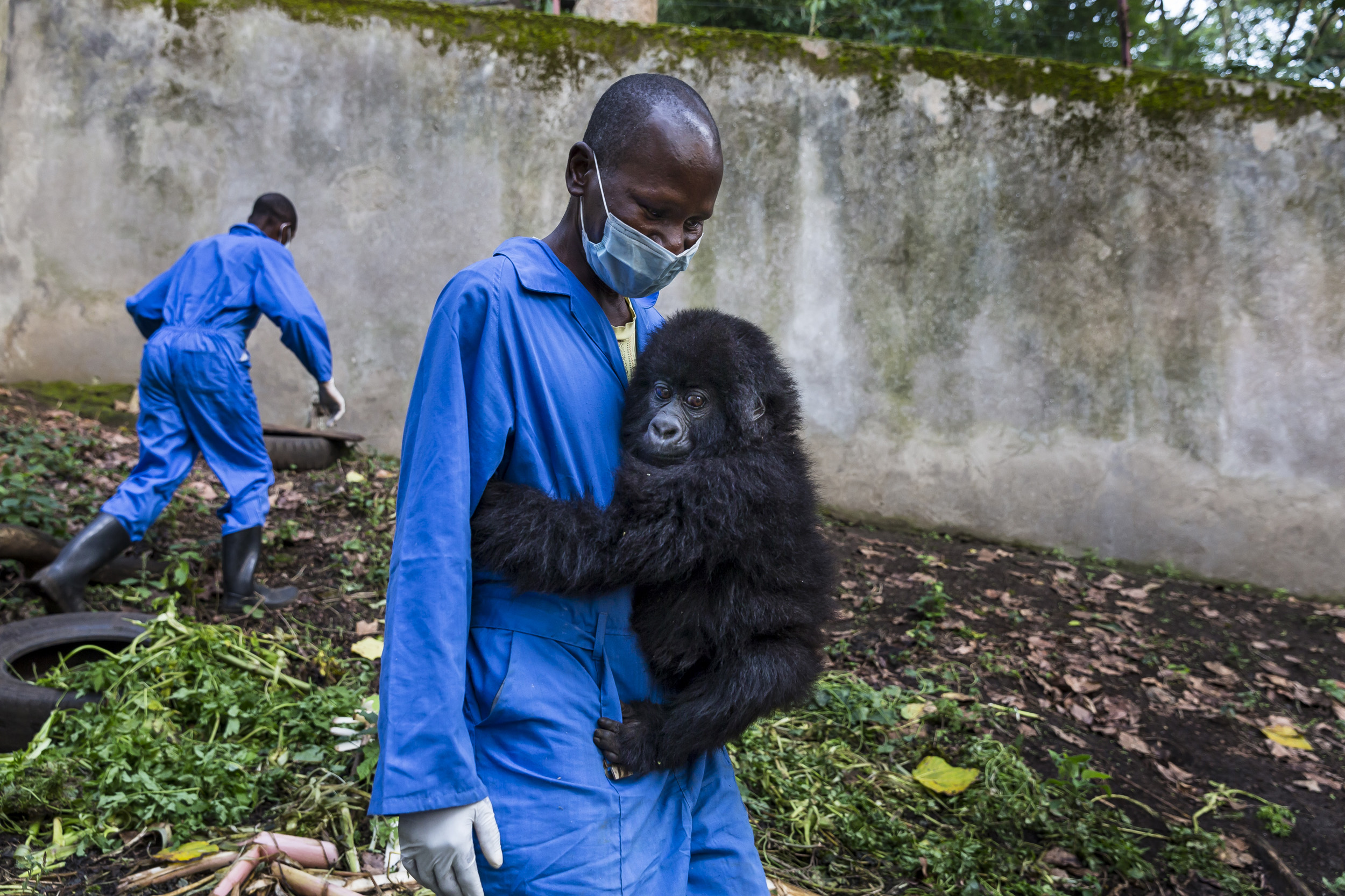 RUMANGABO, VIRUNGA, DEMOCRATIC REPUBLIC OF CONGO, 7 AUGUST 20013: New Mountan gorilla orphan Ihirwe clings to her caretaker at Senkekwe Mountain Gorilla Orphanage at ICCN headquarters, Rumangabo, DRC, 7 August 2013. It is suspected that this orphan
