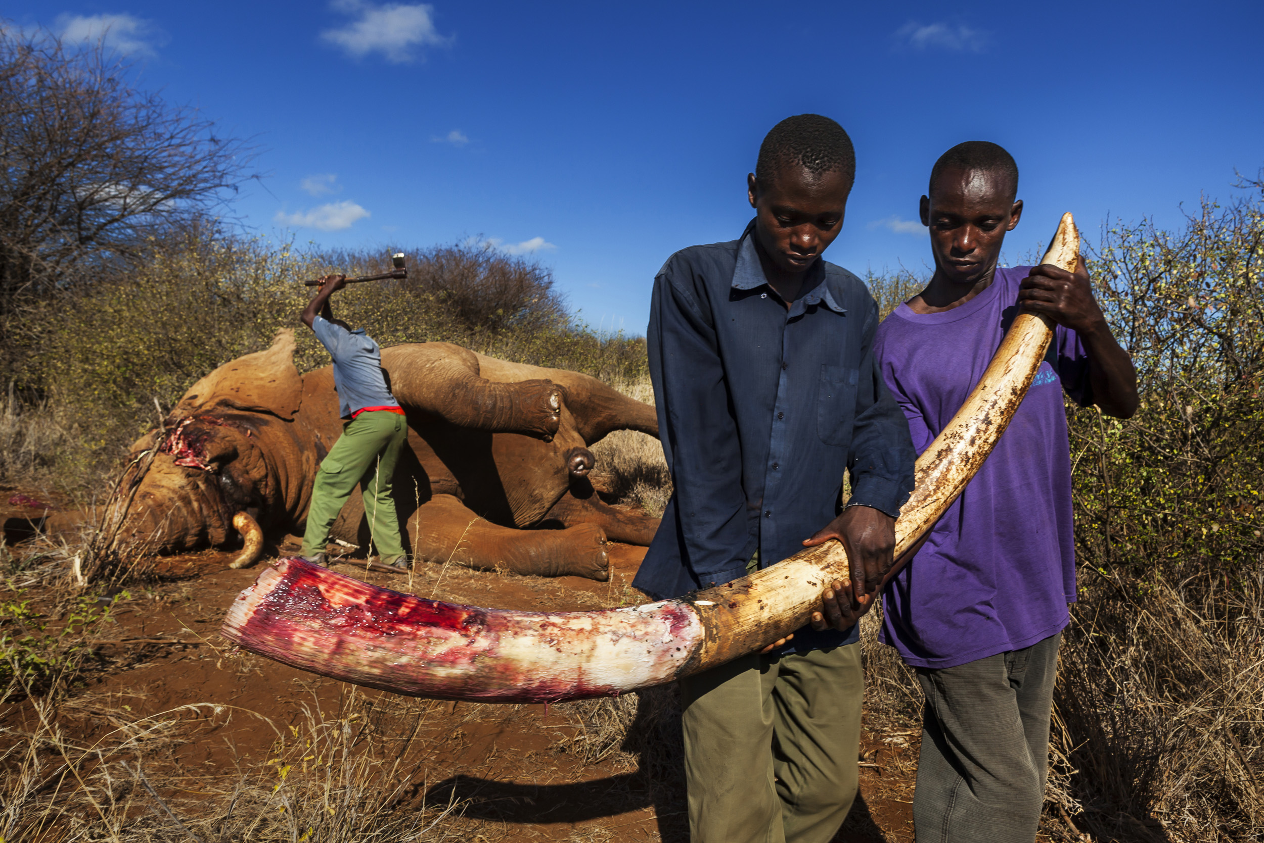 AMBOSELI, KENYA, MAY 2011: Undercover Kenya Wildlife Services Ranger detusk a bull elephant killed by a spear in the Amboseli ecosystem in the shadow of Amboseli, Kenya, May 29, 2011. The elephant was killed by a single spear stroke close to the sp
