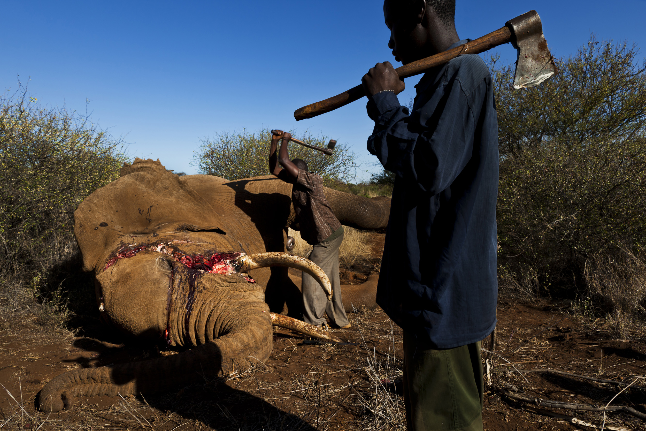 AMBOSELI, KENYA, MAY 2011: Undercover Kenya Wildlife Services Ranger detusk a bull elephant killed by a spear in the Amboseli ecosystem in the shadow of Amboseli, Kenya, May 29, 2011. The elephant was killed by a single spear stroke close to the sp