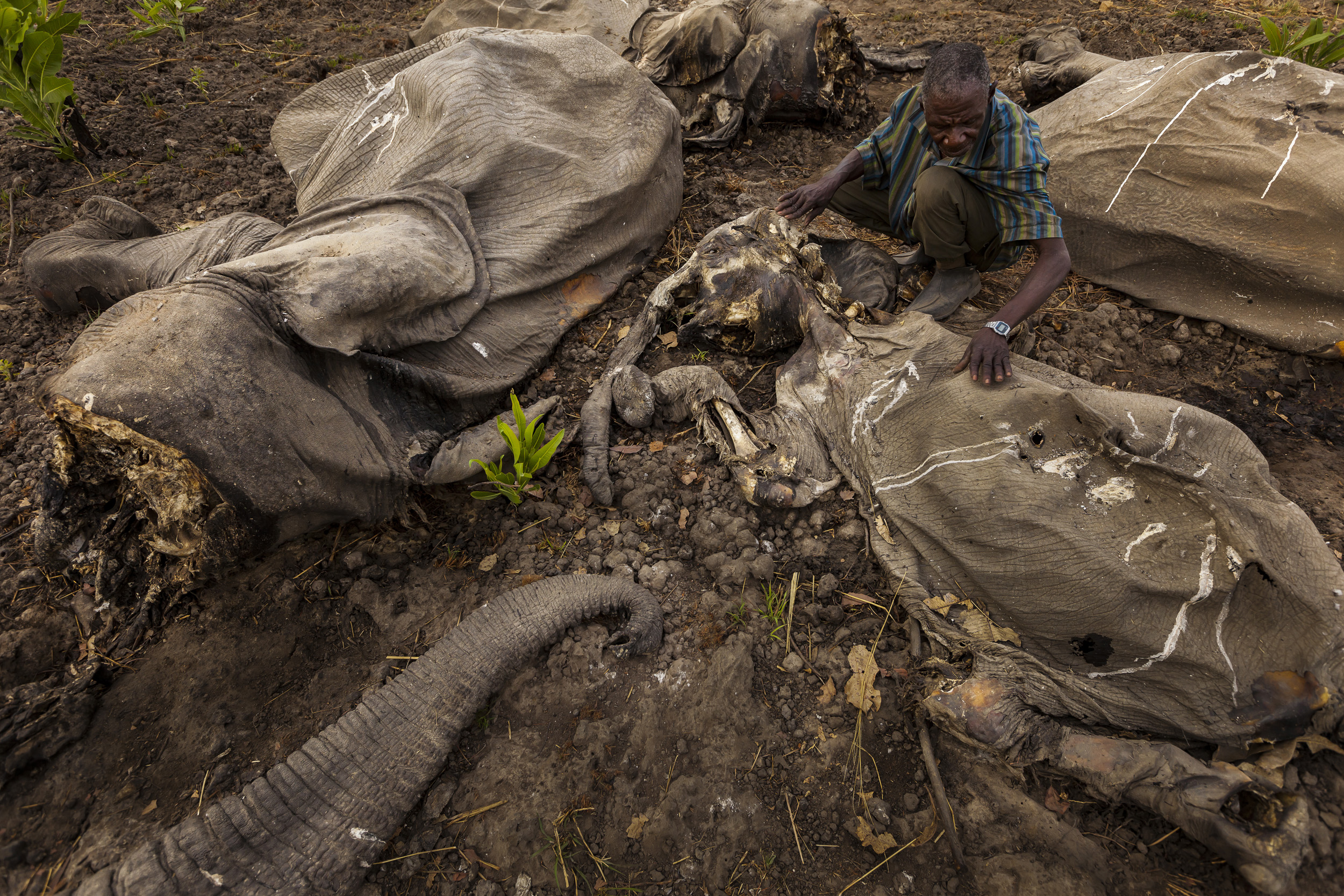 BOUBA NDJIDA NATIONAL PARK, NORTH CAMEROON, APRIL 2012: The largest mass killing of elephants in recent history took place at Bouba Ndjida National Park in North Cameroon close to the Chad and Central African Republic Borders from January through Ma