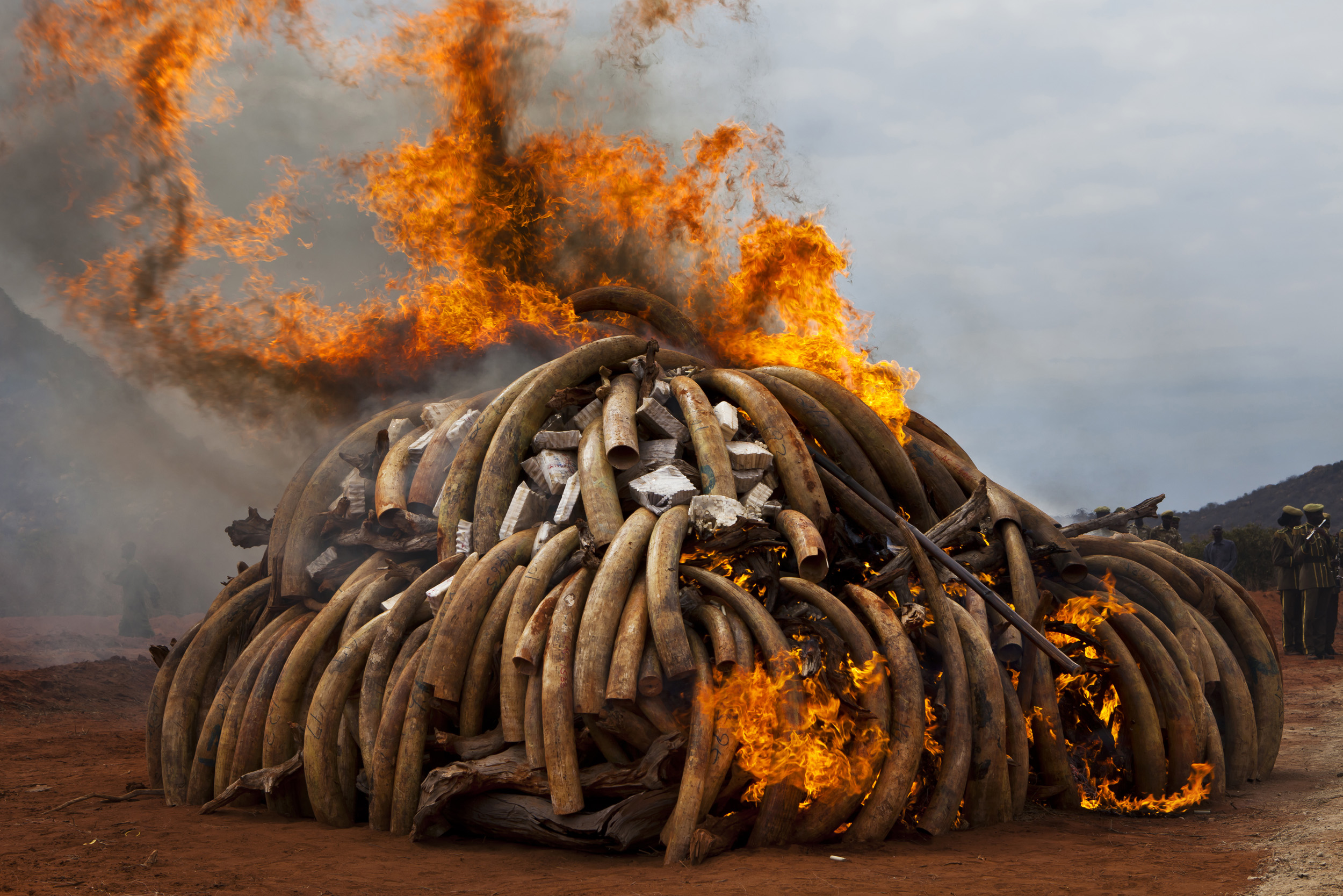 MANYANI, TSAVO, KENYA, JULY 2011: The burning of 5 tons of trafficked Ivory recovered from a seizure in Singapore in 2002, Manyani, Tsavo, Kenya, 20 July 2011. The ivory burnt here was originally from Malawi and Zambia, 5 tons of the original 6.4 to