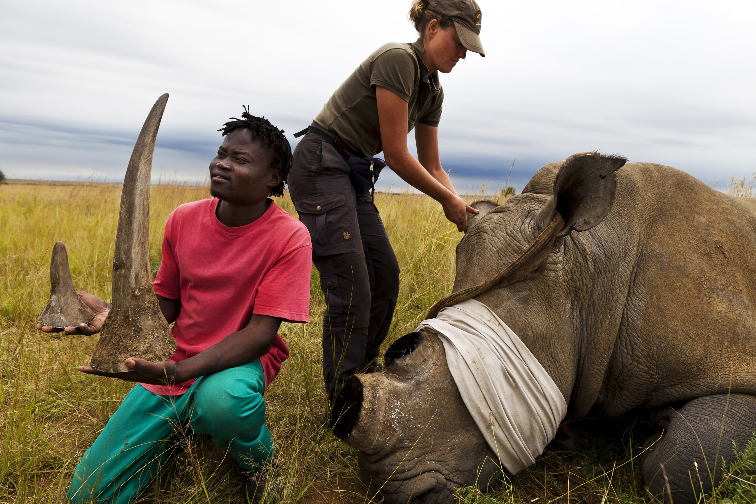 KLERKSDORP, SOUTH AFRICA, MARCH 2011: A White Rhino cow is de-horned as a precautionary anti-poaching measure on a game farm outside of Klerksdorp, South Africa, March 25 2011. The Vet's assistant is seen holding the horns for an identity picture wh
