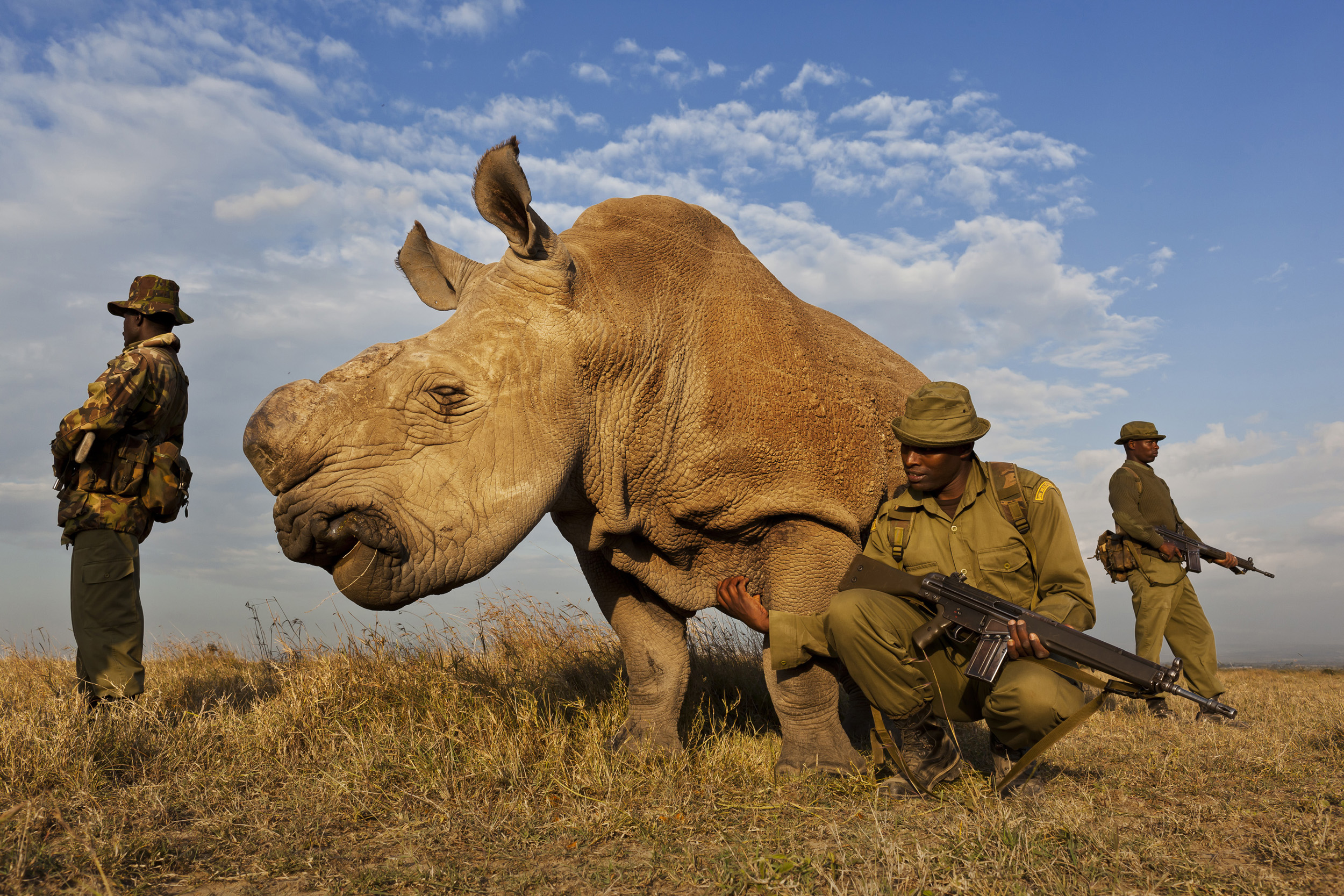 OL PEJETA CONSERVANCY, KENYA, JULY 2011: A four man anti-poaching team permanently guards a Northern White Rhino on Ol Pejeta Conservancy in Kenya, 13 July 2011. The Ol Pejeta Conservancy is an important “not-for-profit” wildlife conservancy in the