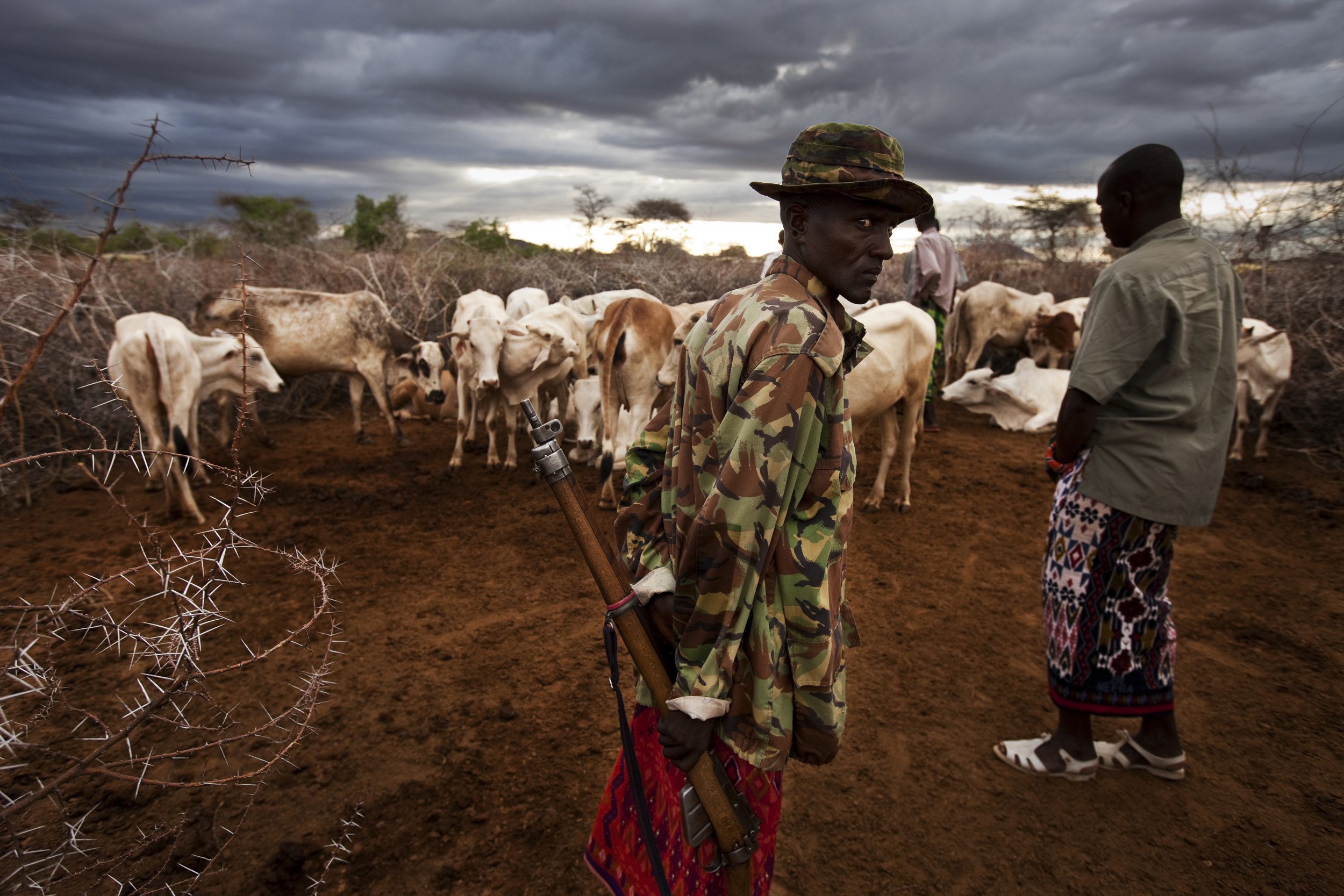LAISAMIS, MARSABIT SOUTH, NORTH KENYA: A Kenya Police reservist guards Borana cattle which were raided by Rendille Moran tribesman in retaliation for a huge Boran raid in September 2009, North of Kenya, 27 February 2010. The police are being assiste