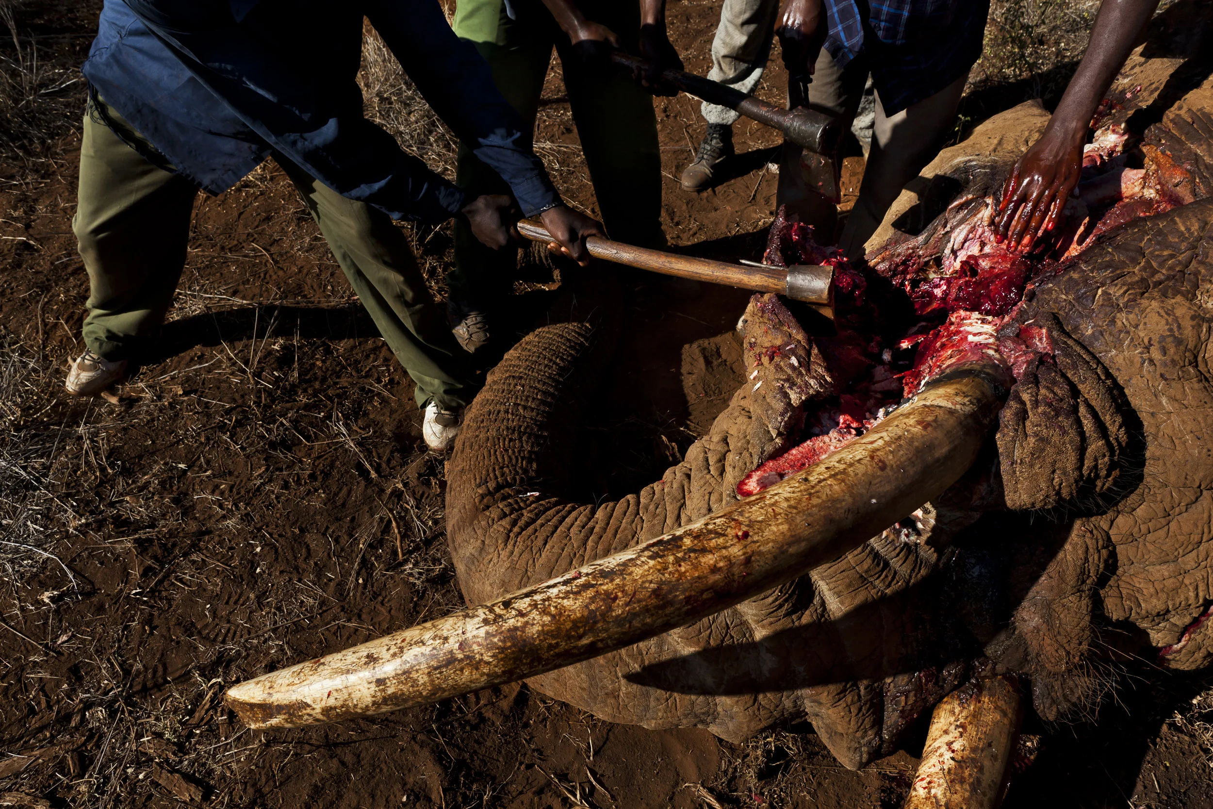 AMBOSELI, KENYA, MAY 2011: Undercover Kenya Wildlife Services Ranger detusk a bull elephant killed by a spear in the Amboseli ecosystem in the shadow of Amboseli, Kenya, May 29, 2011. The elephant was killed by a single spear stroke close to the spine which penetrated deeply enough to cause massive internal bleeding. It is not known whether this was a poaching attempt or whether this was a case of human elephant conflict with the animal in the crops of local Masaai. The animal was detusked and the ivory sent to the KWS HQ in Amboseli National Park. KWS has the mandate to protect wildlife in Kenya but lack the manpower and resources. Organisations like Big Life are the private sector arm of KWS in the 2 million acre Amboseli ecosystem, working alongside them to supply manpower, vehicles, funding, information networks and aircraft to practise effective conservation in the region. (Photo by Brent Stirton/Reportage for National Geographic Magazine.)