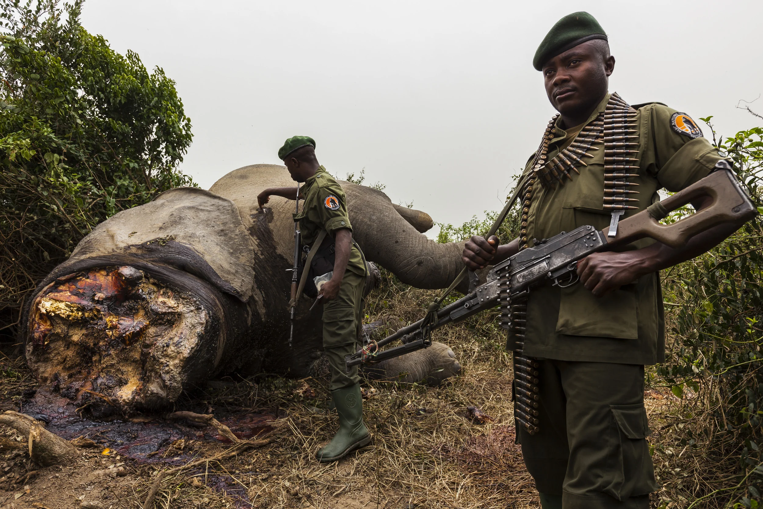 LULIMBI, EASTERN DRC, FEBRUARY 2012: ICCN Rangers investigate the corpse of a recently killed sub-adult male elephant in Lulimbi, Eastern DRC, February 29, 2012. The elephant has obviously been killed for its ivory, a trend on the rise across the DRC and one which makes the Rangers job very difficult. (Photo by Brent Stirton/Reportage for Geo magazine.)