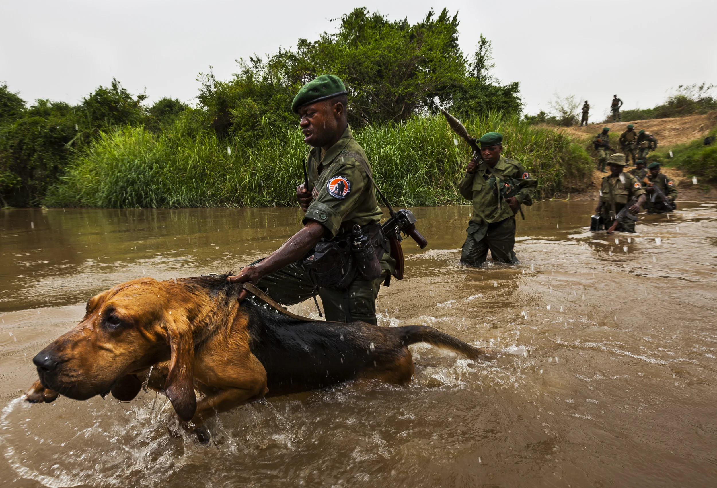 LULIMBI, EASTERN DRC, FEBRUARY 2012: ICCN Conservation Rangers deploy young bloodhounds for the first time in Virunga to investigate the corpse of a recently killed sub-adult male elephant in Lulimbi, Eastern DRC, February 29, 2012. The elephant had obviously been killed for its ivory, a trend on the rise across the DRC and one which makes the Rangers job very difficult. The young dogs reacted with horror at the elephant corpse, their noses are estimated to be 3 million times more sensitive than a humans. After initially recoiling, the lead dog Lily, just over a year old, took the scent and followed it for several kilometers in the exact direction of a fishing village on Lake Edward long suspected in poaching cases in Virunga. She was pulled off the trail once Rangers knew where the suspects came from. Undercover intelligence will now be used in the village to seek out the sellers. (Photo by Brent Stirton/Reportage for Geo magazine.)