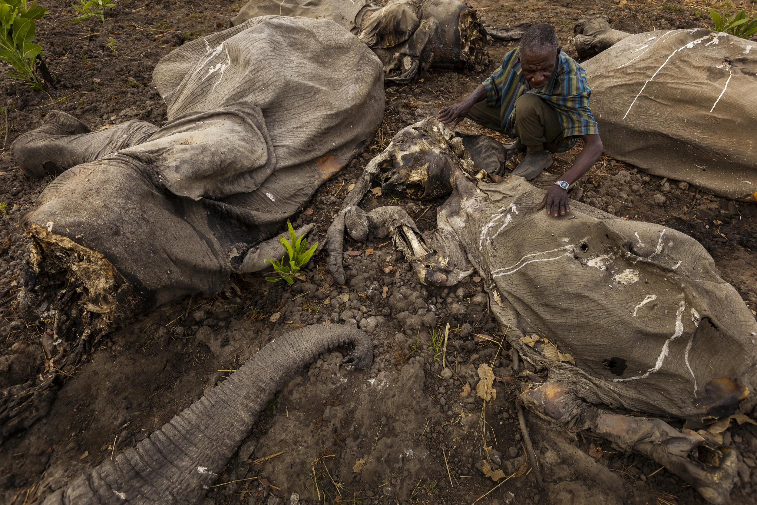 BOUBA NDJIDA NATIONAL PARK, NORTH CAMEROON, APRIL 2012: The largest mass killing of elephants in recent history took place at Bouba Ndjida National Park in North Cameroon close to the Chad and Central African Republic Borders from January through March 2012. Eye witnesses have so far located 340 carcasses, the ivory poachers themselves told local villagers they have killed over 650 elephants in their hunt for Ivory over the 500 000 hectare region. There has yet to be a proper aerial and ground survey of the dead elephants and the rainy season will make that difficult. The Poachers, numbering over 100 men, were mounted on horseback, led by 6 light skinned North Sudanese men and armed with RPG's, grenades, Light Machine Guns and AK47's. They were in two main groups, with a number of reconnaisance units of 4 men locating the elephants then bringing in a larger force to kill big groups. Intelligence indicates that many of the hunters came from Chad and were led by these Sudanese men. These facts have emerged from a number of eye witness acccounts, mainly by French professional hunters who saw the horsman in the Park and local hunting concessions. They had the appearence and attitude of Janjaweed fighters from the South Sudan Darfur and Chadian conflicts and were disciplined, unafraid, arrogant and extremely efficient hunters. The elephants were herded together by teams of 4 to 8 riders who then decimated them with AK47 fire, killing all the elephants they could find, including babies with no ivory. Groups as large as 53 have been gunned down together, with sections as large as 14 elephants lying within touching distance of each other. These horseman came into the area over the Chadian border, evidence of early carcasses suggests that they may have been in the park as early as October 2011. The main force began their hunt in earnest from January through to approximately 8 March 2012. It is believed there was collaboration with local poachers in this hunt as well as an as