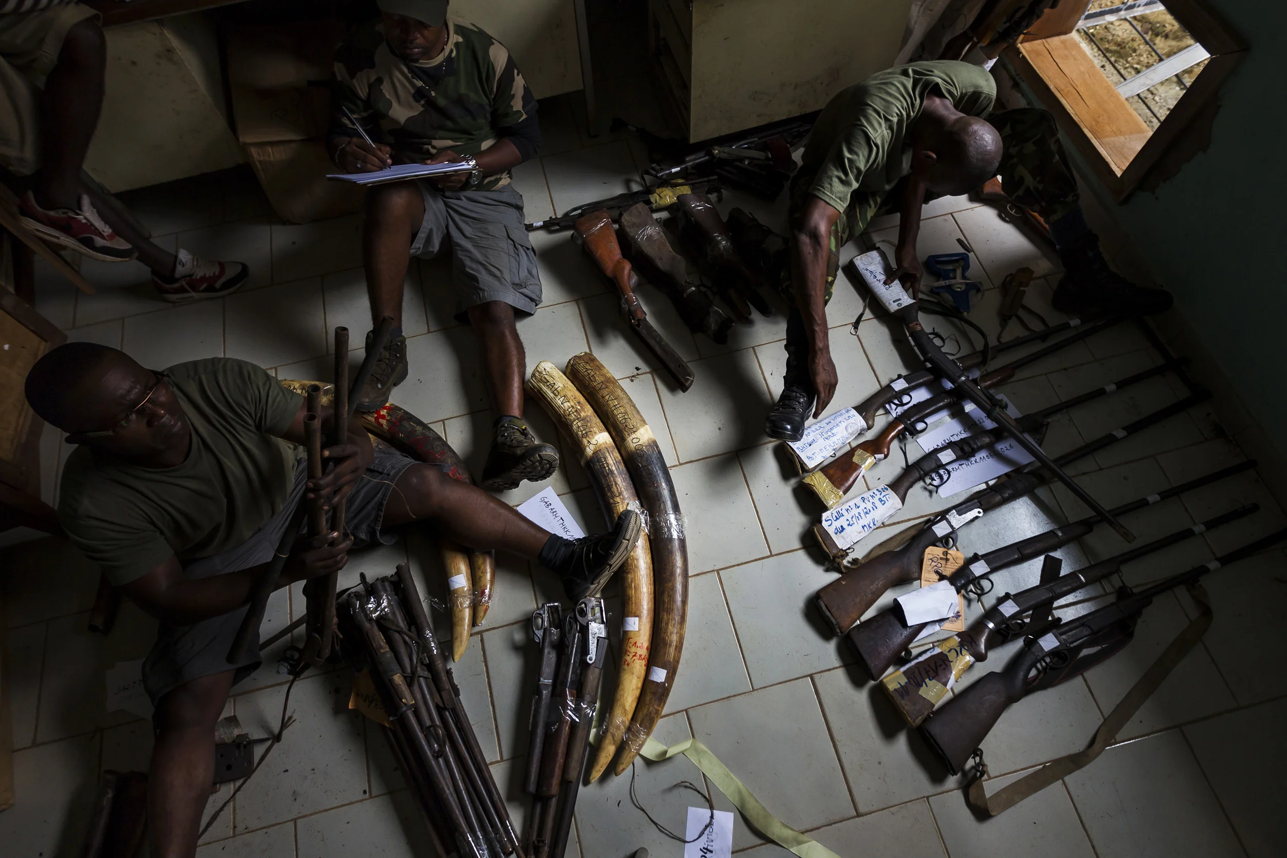 MAKOUKOU, GABON, JUNE 2011: Gabon National Parks personal catalog recently confiscated poacher's guns and ivory at the Makoukou courts building close to Minkebi National Park, Makoukou, Gabon, June 23, 2011. The combined presence of thousands of illegal immigrant goldminers in the national parks of the north as well as the presence of the Chinese in Gabon has dramatically affected the demand for ivory and had a direct impact on forest elephant poaching in the national parks of Gabon. The rise of the Asian middle class has seen far more money availble for Ivory and an unprecedented rise in elephant killings as a result. In May 2011 the Gabon Military and the Gabon Parks authority launched an all out action against the illegal miners in the park and "politely asked them all the return to their own countries the way they came. " Most illegals have now returned to Cameroon and Congo Brazzaville but there are still a number of illegal hunting camps in the forests. The Gabonese Parks authority and the Gabon Military and Police have combined forces in a campaign to clear the forest of all these illegals who are killing elephants and stealing gold from Gabon. This campaign will go on for the next 6 months and thereafter a jungle brigade of paramilitary police will patrol the parks and the borders. (Photo by Brent Stirton/Reportage for National Geographic.)