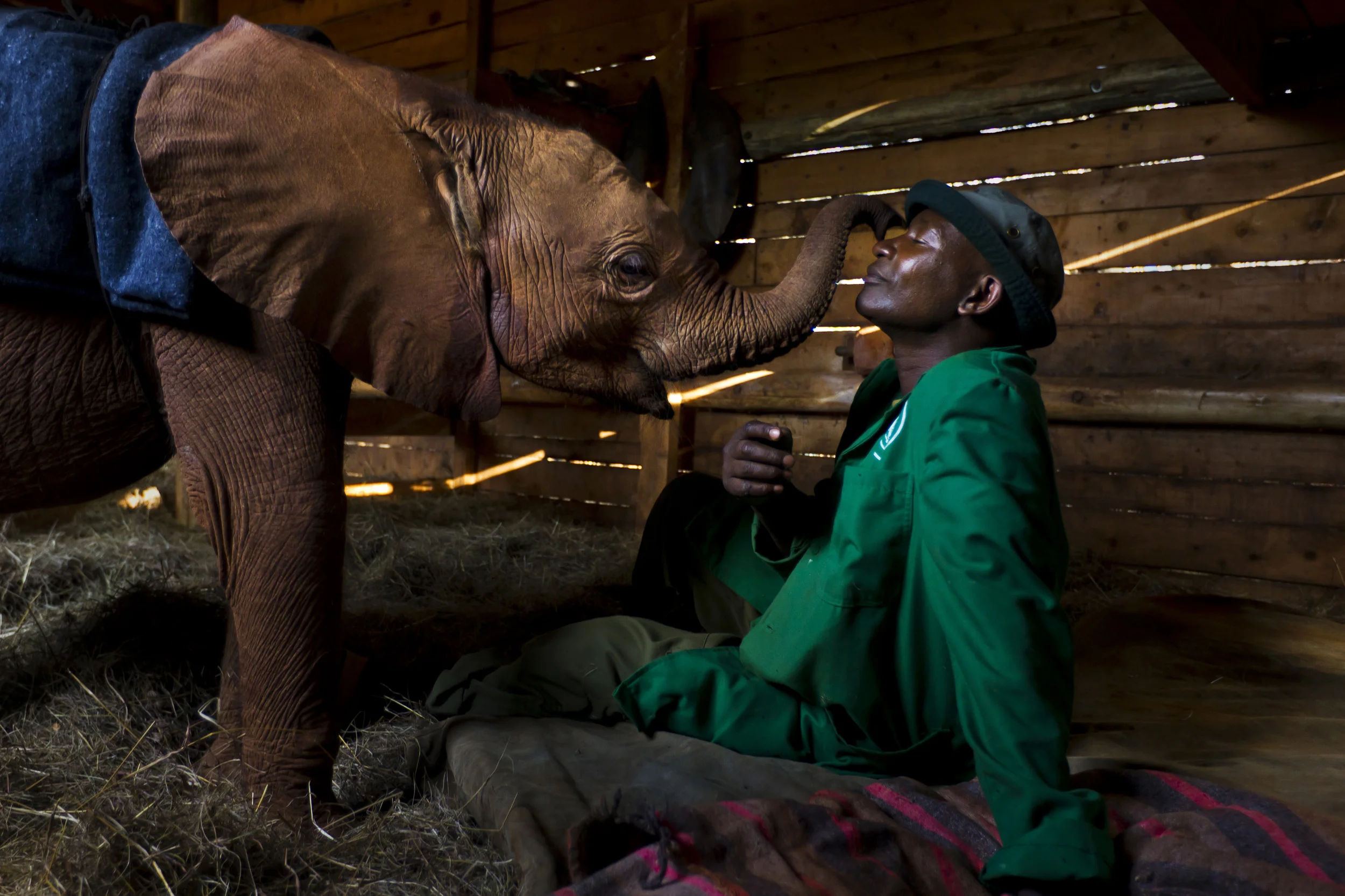 NAIROBI, KENYA, JULY 2011: A baby orphan elephant and her keeper inside her stall at the Daphne Sheldrick Elephant Orphanage in Nairobi, Kenya, July 21 2011. This orphan is the victim of a poaching incident, her mother was killed for her tusks and the baby left to fend for herself. She was fortunate enough to be recovered by the Sheldrick Conservancy and brought to the orphanage, where there are a large number of baby elephant who are similar victims of the illegal ivory trade. She will live with a dedicated keeper who functions as her parent, she spends her days with the other elephants but sleeps at night in the stall with her keeper in an extraordinary relationship which symbolises what is possible between man and animals. After a two year period she will be moved to another orphanage in Tsavo reserve and from there will be acclimatised for a move back to the bush and a natural way of life. (Photo by Brent Stirton/Reportage for National Geographic.)