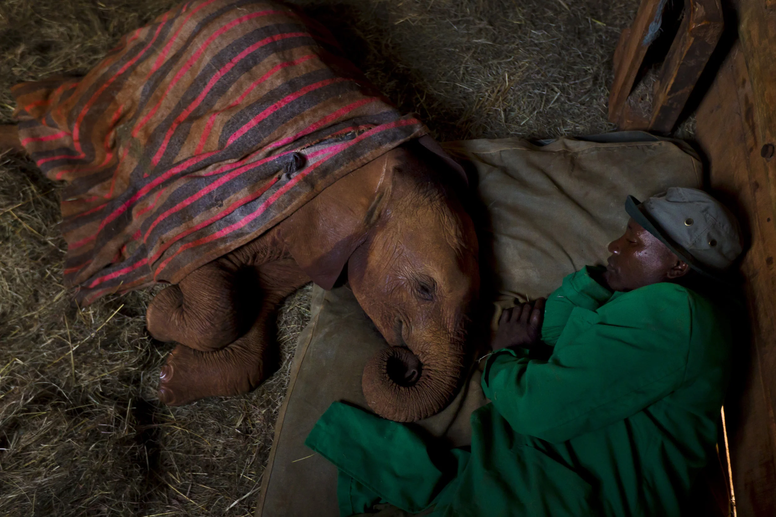 NAIROBI, KENYA, JULY 2011: A baby orphan elephant and her keeper inside her stall at the Daphne Sheldrick Elephant Orphanage in Nairobi, Kenya, July 21 2011. This orphan is the victim of a poaching incident, her mother was killed for her tusks and the baby left to fend for herself. She was fortunate enough to be recovered by the Sheldrick Conservancy and brought to the orphanage, where there are a large number of baby elephant who are similar victims of the illegal ivory trade. She will live with a dedicated keeper who functions as her parent, she spends her days with the other elephants but sleeps at night in the stall with her keeper in an extraordinary relationship which symbolises what is possible between man and animals. After a two year period she will be moved to another orphanage in Tsavo reserve and from there will be acclimatised for a move back to the bush and a natural way of life. (Photo by Brent Stirton/Reportage for National Geographic.)