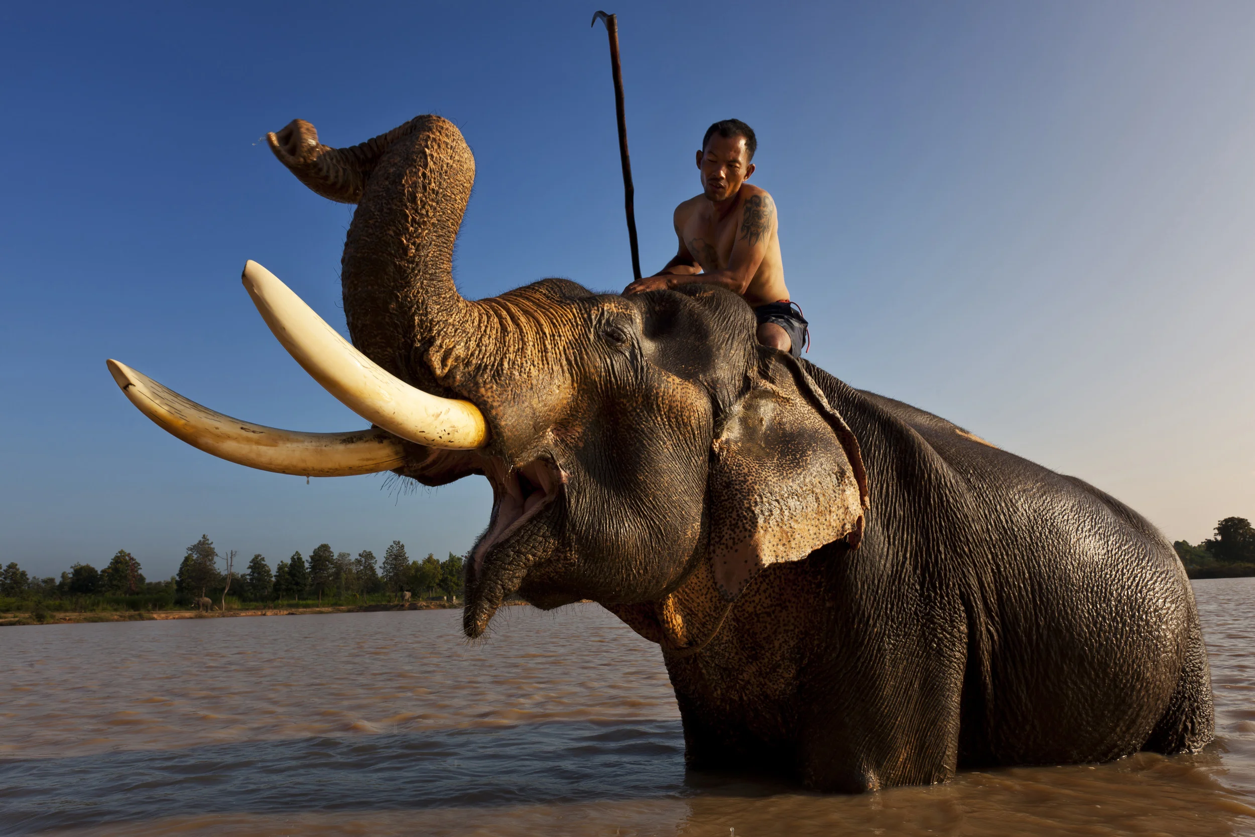 SURIN, THAILAND, NOVEMBER 2011: "Jack," a Mahout at Surin Elephant Village, feeds and bathes his elephant in the early morning in a dam at Surin Elephant Village in Surin, Thailand, November 10th, 2011. "Jack" worked in China for over 13 years as an elephant Mahout. There are over 200 elephants at this village, most of whom are used in shows which appeal to tourists. The Thai elephant used to be used in logging but this was banned in Thailand over 20 years ago due to deforestation. As a result there is a lot of pressure on Mahouts for survival and this has led to controversy in elephant matters in Thailand. The Mahouts come from a clan which has been responsible for the capture and rearing of elephants for the kings of Siam for well over a 1000 years. Their way of life is now under threat and some of the Mahouts are involved in the illegal elephant trade with Burma and also the trade in ivory and elephant parts, most of which is used in the manufacture of religious icons for the domestic trade or exported to China for foreign sales. The Thai legal system has many loopholes as a result of the domestic ivory situation and Thailand is suspected of being a major transit country for illegal African ivory as a result. (Photo by Brent Stirton/Reportage for National Geographic Magazine.)