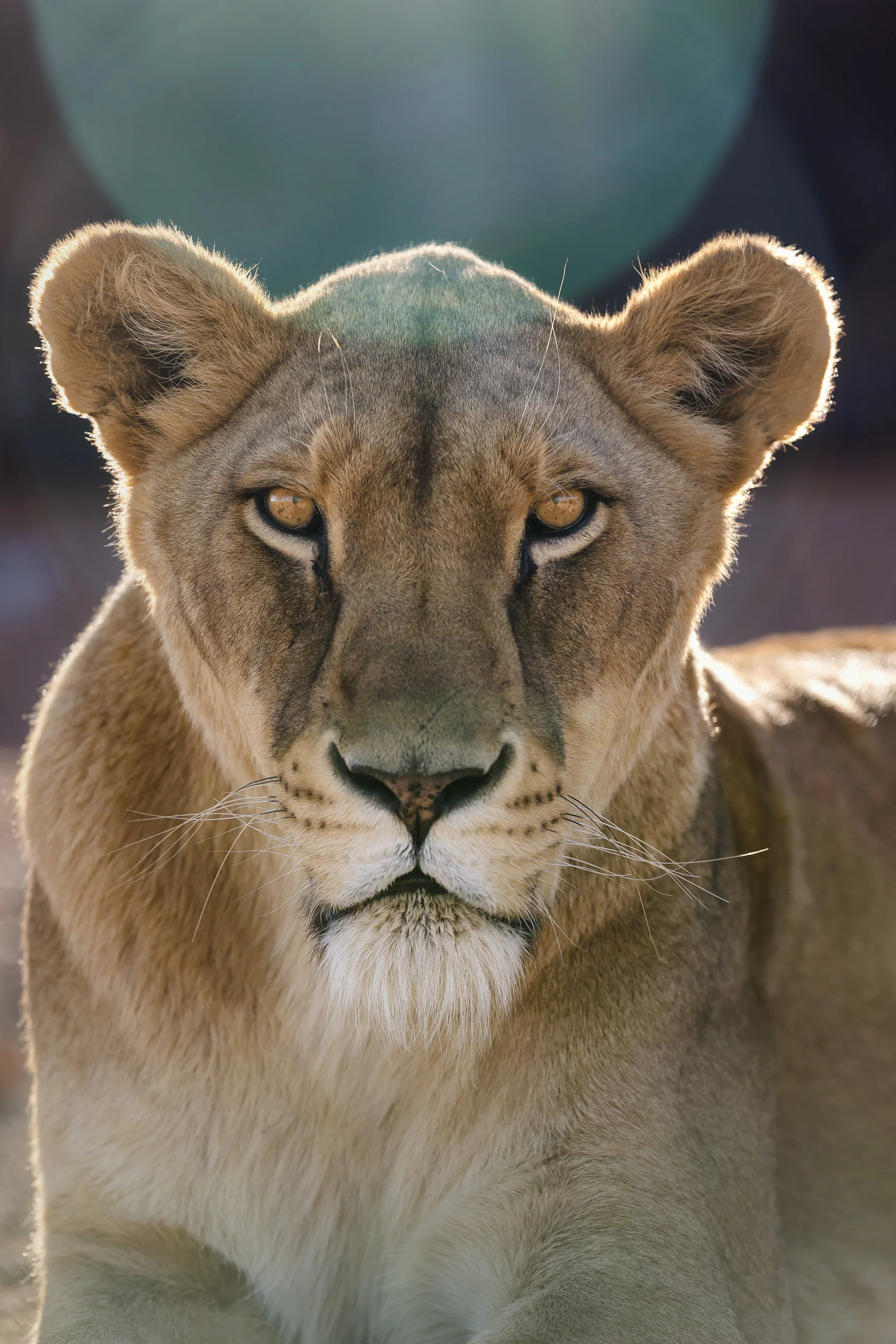 WOLMARANSSTAD, SOUTH AFRICA, SEPTEMBER 2012: Images of breeding cages for lions on Buisfontein, a lion breeding farm outside of Wolmaransstad, South Africa, September 31, 2012. These lions will be raised to maturity, used for breeding purposes and when old enough will be sold to hunters for lion hunts in South Africa. Seven years is the preferred age. As controversial as the practice is, it is legal under the South African judicial system. Two systems for the hunts exist in two different provinces of South Africa. One practice sees the lion released for a minimal 96 hours into a 3000-hectare area before the hunt can begin. The other practice sees the lion released for 3 months into a minimum 3000-hectare area before it can be hunted. Recent global research points to the fact that hunting and breeding programs are necessary components for the survival of lions into the future. These phenomenons go some way towards lessening pressure on wild lion populations as well as preserving a strong lion DNA base and a future repository for lions for areas where they have been decimated. The hunting industry is also a strong employer in Africa, with over 1.4 million square kilometers given over to hunting concessions. This is a landmass more than 20% higher than that given over to Wildlife Conservation areas. More than 18000 hunters come to Africa every year and the money high-end dangerous game hunting brings to the continent goes some way to preserving the land mass set aside for hunting. The South Africa Predators Breeders association is making strides towards a more regulated industry, with a charter and code of conduct in the works, which is expected to bring a stronger emphasis on ethical practice into play. (Photo by Brent Stirton/Reportage for National Geographic Magazine.)