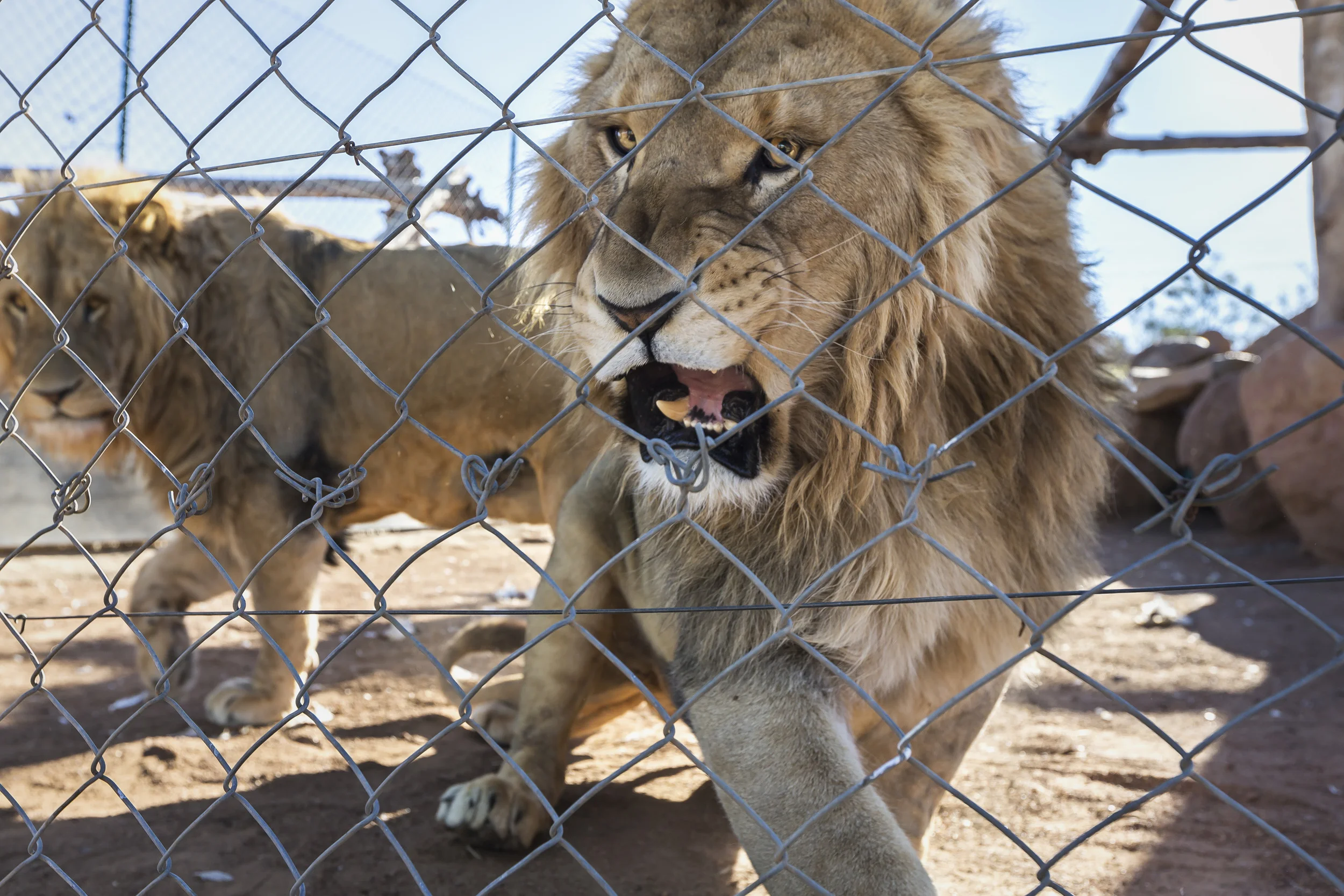 WOLMARANSSTAD, SOUTH AFRICA, SEPTEMBER 2012: Images of breeding cages for lions on Buisfontein, a lion breeding farm outside of Wolmaransstad, South Africa, September 31, 2012. These lions will be raised to maturity, used for breeding purposes and when old enough will be sold to hunters for lion hunts in South Africa. Seven years is the preferred age. As controversial as the practice is, it is legal under the South African judicial system. Two systems for the hunts exist in two different provinces of South Africa. One practice sees the lion released for a minimal 96 hours into a 3000-hectare area before the hunt can begin. The other practice sees the lion released for 3 months into a minimum 3000-hectare area before it can be hunted. Recent global research points to the fact that hunting and breeding programs are necessary components for the survival of lions into the future. These phenomenons go some way towards lessening pressure on wild lion populations as well as preserving a strong lion DNA base and a future repository for lions for areas where they have been decimated. The hunting industry is also a strong employer in Africa, with over 1.4 million square kilometers given over to hunting concessions. This is a landmass more than 20% higher than that given over to Wildlife Conservation areas. More than 18000 hunters come to Africa every year and the money high-end dangerous game hunting brings to the continent goes some way to preserving the land mass set aside for hunting. The South Africa Predators Breeders association is making strides towards a more regulated industry, with a charter and code of conduct in the works, which is expected to bring a stronger emphasis on ethical practice into play. (Photo by Brent Stirton/Reportage for National Geographic Magazine.)