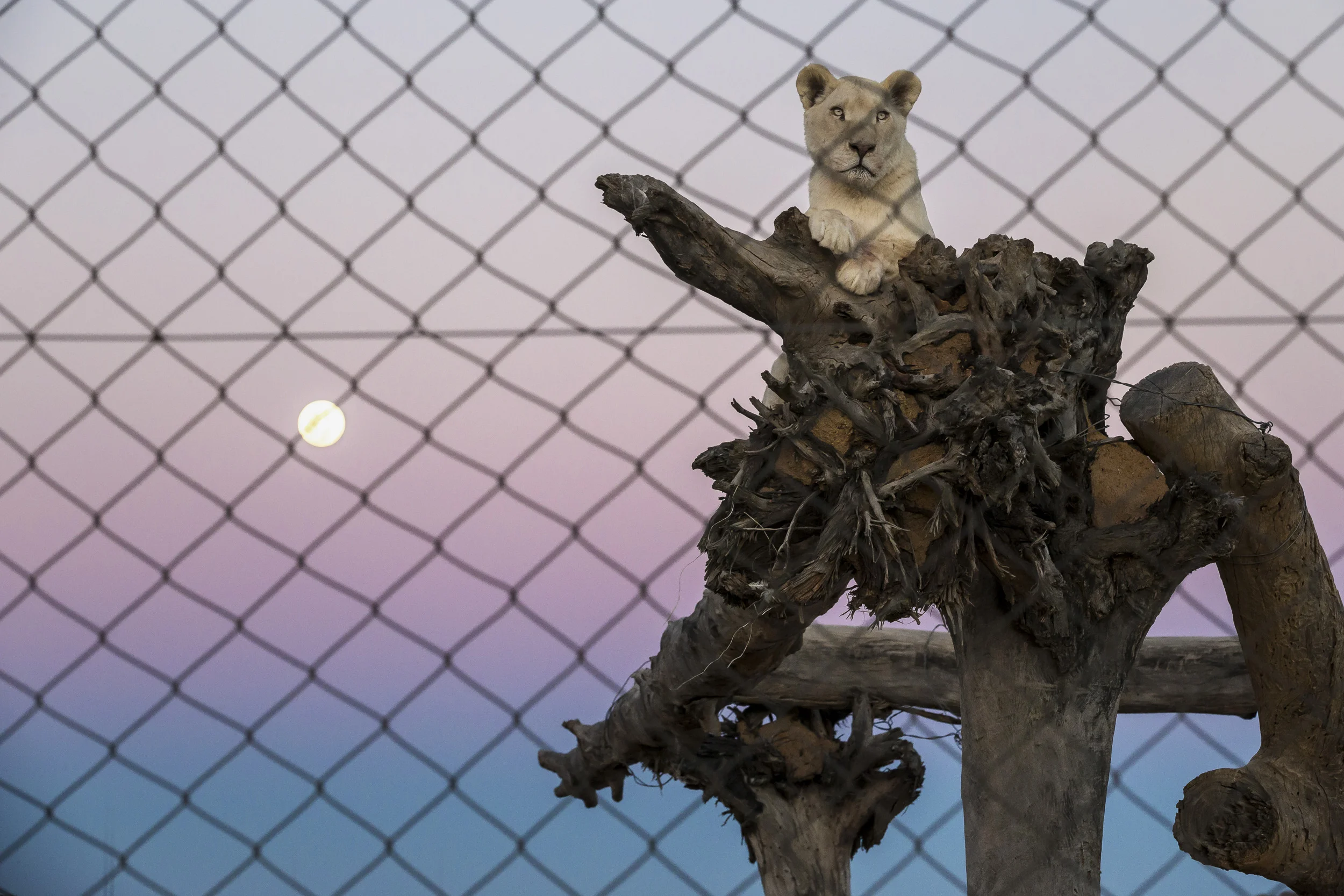 WOLMARANSSTAD, SOUTH AFRICA, SEPTEMBER 2012: Images of breeding cages for lions on Buisfontein, a lion breeding farm outside of Wolmaransstad, South Africa, September 31, 2012. These lions will be raised to maturity, used for breeding purposes and when old enough will be sold to hunters for lion hunts in South Africa. Seven years is the preferred age. As controversial as the practice is, it is legal under the South African judicial system. Two systems for the hunts exist in two different provinces of South Africa. One practice sees the lion released for a minimal 96 hours into a 3000-hectare area before the hunt can begin. The other practice sees the lion released for 3 months into a minimum 3000-hectare area before it can be hunted. Recent global research points to the fact that hunting and breeding programs are necessary components for the survival of lions into the future. These phenomenons go some way towards lessening pressure on wild lion populations as well as preserving a strong lion DNA base and a future repository for lions for areas where they have been decimated. The hunting industry is also a strong employer in Africa, with over 1.4 million square kilometers given over to hunting concessions. This is a landmass more than 20% higher than that given over to Wildlife Conservation areas. More than 18000 hunters come to Africa every year and the money high-end dangerous game hunting brings to the continent goes some way to preserving the land mass set aside for hunting. The South Africa Predators Breeders association is making strides towards a more regulated industry, with a charter and code of conduct in the works, which is expected to bring a stronger emphasis on ethical practice into play. (Photo by Brent Stirton/Reportage for National Geographic Magazine.)