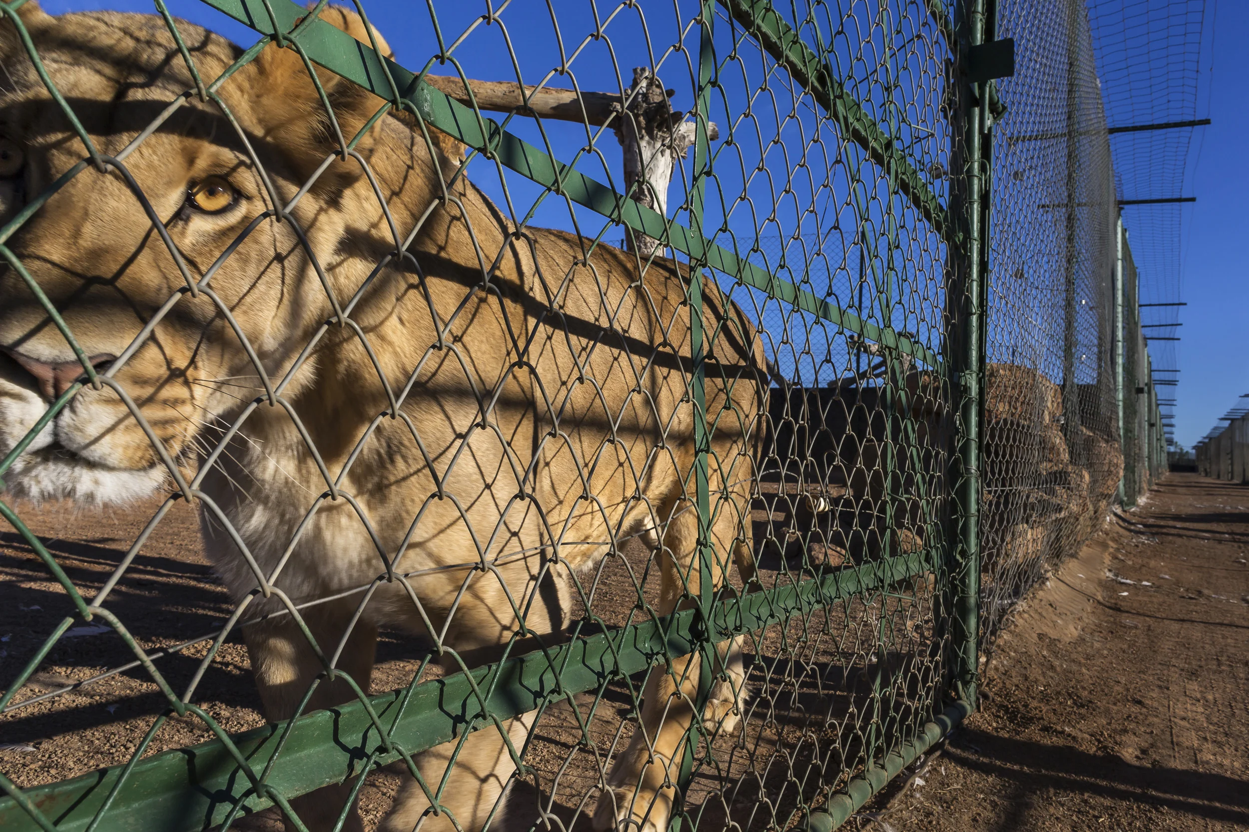 WOLMARANSSTAD, SOUTH AFRICA, SEPTEMBER 2012: Images of breeding cages for lions on Buisfontein, a lion breeding farm outside of Wolmaransstad, South Africa, September 31, 2012. These lions will be raised to maturity, used for breeding purposes and when old enough will be sold to hunters for lion hunts in South Africa. Seven years is the preferred age. As controversial as the practice is, it is legal under the South African judicial system. Two systems for the hunts exist in two different provinces of South Africa. One practice sees the lion released for a minimal 96 hours into a 3000-hectare area before the hunt can begin. The other practice sees the lion released for 3 months into a minimum 3000-hectare area before it can be hunted. Recent global research points to the fact that hunting and breeding programs are necessary components for the survival of lions into the future. These phenomenons go some way towards lessening pressure on wild lion populations as well as preserving a strong lion DNA base and a future repository for lions for areas where they have been decimated. The hunting industry is also a strong employer in Africa, with over 1.4 million square kilometers given over to hunting concessions. This is a landmass more than 20% higher than that given over to Wildlife Conservation areas. More than 18000 hunters come to Africa every year and the money high-end dangerous game hunting brings to the continent goes some way to preserving the land mass set aside for hunting. The South Africa Predators Breeders association is making strides towards a more regulated industry, with a charter and code of conduct in the works, which is expected to bring a stronger emphasis on ethical practice into play. (Photo by Brent Stirton/Reportage for National Geographic Magazine.)