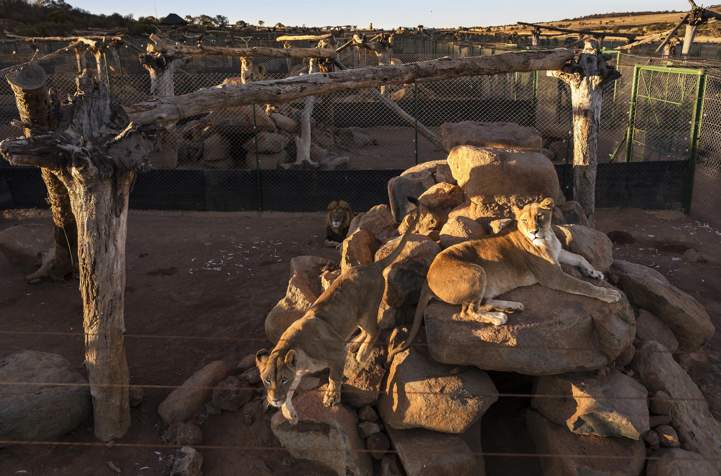 WOLMARANSSTAD, SOUTH AFRICA, SEPTEMBER 2012: Images of breeding cages for lions on Buisfontein, a lion breeding farm outside of Wolmaransstad, South Africa, September 31, 2012. These lions will be raised to maturity, used for breeding purposes and when old enough will be sold to hunters for lion hunts in South Africa. Seven years is the preferred age. As controversial as the practice is, it is legal under the South African judicial system. Two systems for the hunts exist in two different provinces of South Africa. One practice sees the lion released for a minimal 96 hours into a 3000-hectare area before the hunt can begin. The other practice sees the lion released for 3 months into a minimum 3000-hectare area before it can be hunted. Recent global research points to the fact that hunting and breeding programs are necessary components for the survival of lions into the future. These phenomenons go some way towards lessening pressure on wild lion populations as well as preserving a strong lion DNA base and a future repository for lions for areas where they have been decimated. The hunting industry is also a strong employer in Africa, with over 1.4 million square kilometers given over to hunting concessions. This is a landmass more than 20% higher than that given over to Wildlife Conservation areas. More than 18000 hunters come to Africa every year and the money high-end dangerous game hunting brings to the continent goes some way to preserving the land mass set aside for hunting. The South Africa Predators Breeders association is making strides towards a more regulated industry, with a charter and code of conduct in the works, which is expected to bring a stronger emphasis on ethical practice into play. (Photo by Brent Stirton/Reportage for National Geographic Magazine.)