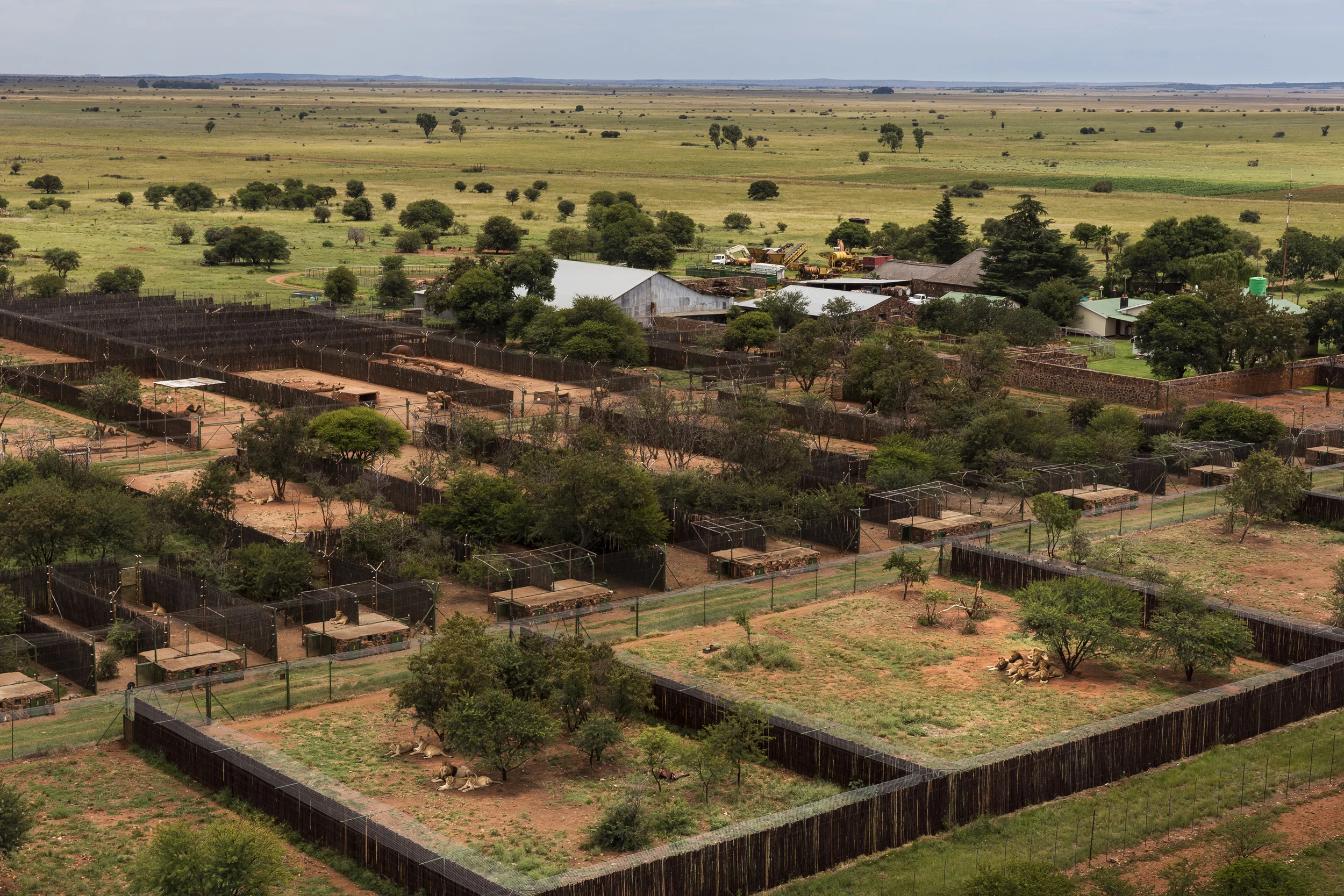 KOSTER, SOUTH AFRICA, 20 FEBRUARY 2013: Views of the largest lion breeding facility in the world, Doornkp Farm, owned by Ben Duminy, Koster South Africa, 20 February 2013. Duminy has between 500 and 600 lions on his property, the majority of which will be sold for trophy hunting purposes. (Photo by Brent Stirton/Reportage for National Geographic Magazine.)