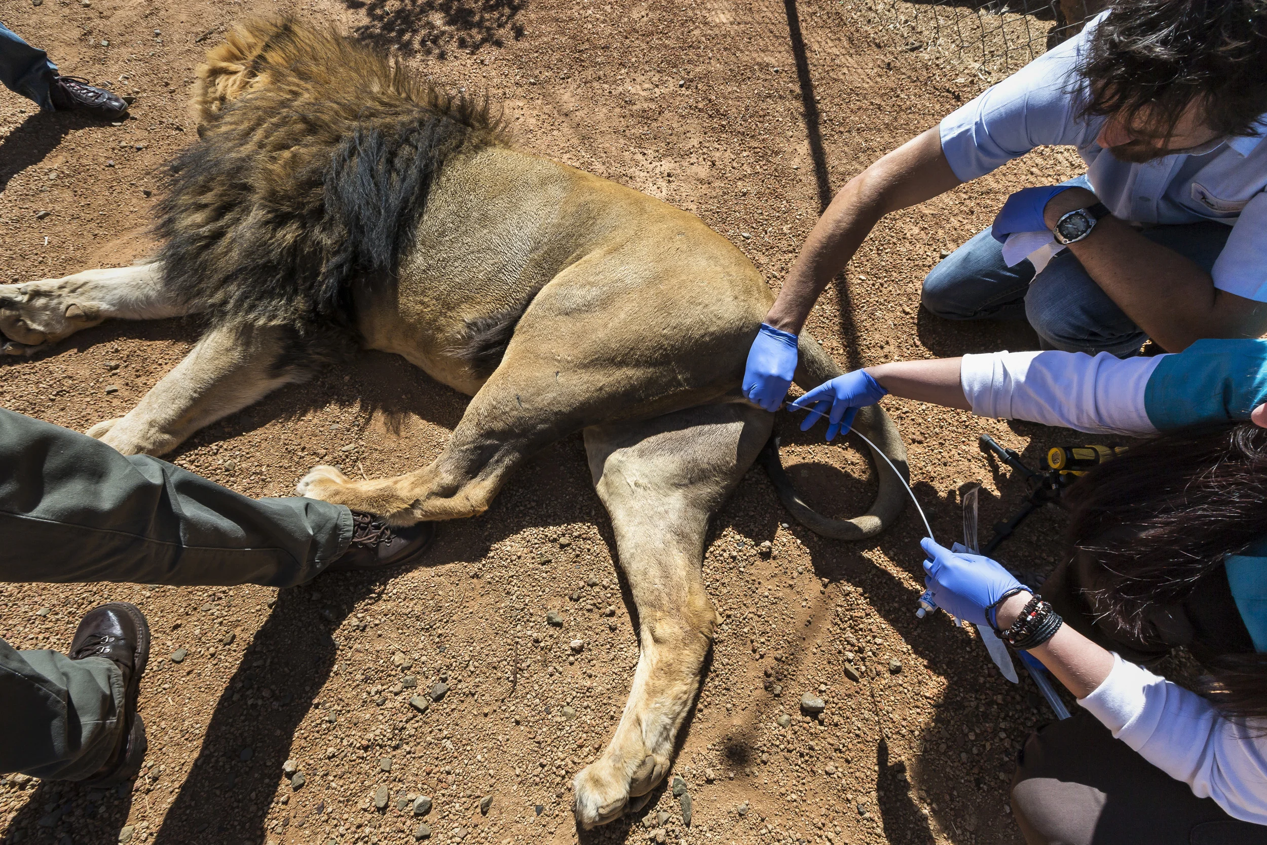 WOLMARANSSTAD, SOUTH AFRICA, SEPTEMBER 2012: A research team from the National Zoological Gardens of South Africa collects a sperm sample from a tranquilized lion at a breeders farm outside Wolmaransstad, South Africa, September 31, 2012. There is an effort to by the Predator Breeders association of South Africa to compile a lion DNA database and this event is the beginning of collaborations between govenrment and lion breeders as the breeders attempt to standardize their controversial industry. This took place in front of 30 lion breeders at Buisfontein, a lion breeding farm outside of Wolmaransstad. These lions will be raised to maturity, used for breeding purposes and when old enough will be sold to hunters for lion hunts in South Africa. Seven years is the preferred age. As controversial as the practice is, it is legal under the South African judicial system. Two systems for the hunts exist in two different provinces of South Africa. One practice sees the lion released for a minimal 96 hours into a 3000-hectare area before the hunt can begin. The other practice sees the lion released for 3 months into a minimum 3000-hectare area before it can be hunted. Recent global research points to the fact that hunting and breeding programs are necessary components for the survival of lions into the future. These phenomenons go some way towards lessening pressure on wild lion populations as well as preserving a strong lion DNA base and a future repository for lions for areas where they have been decimated. The hunting industry is also a strong employer in Africa, with over 1.4 million square kilometers given over to hunting concessions. This is a landmass more than 20% higher than that given over to Wildlife Conservation areas. More than 18000 hunters come to Africa every year and the money high-end dangerous game hunting brings to the continent goes some way to preserving the land mass set aside for hunting. The South Africa Predators Breeders association is making strides