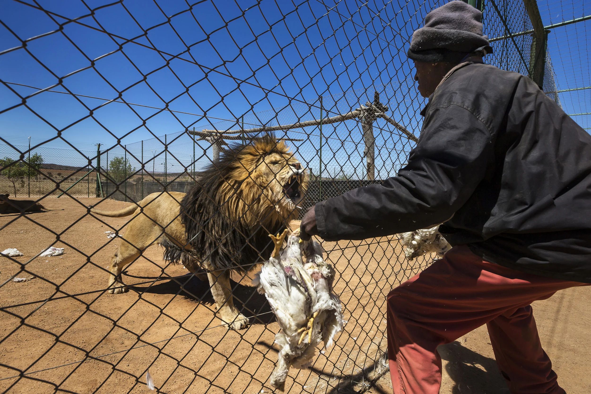 WOLMARANSSTAD, SOUTH AFRICA, SEPTEMBER 2012: Images of breeding cages for lions on Buisfontein, a lion breeding farm outside of Wolmaransstad, South Africa, September 31, 2012. These lions will be raised to maturity, used for breeding purposes and when old enough will be sold to hunters for lion hunts in South Africa. Seven years is the preferred age. As controversial as the practice is, it is legal under the South African judicial system. Two systems for the hunts exist in two different provinces of South Africa. One practice sees the lion released for a minimal 96 hours into a 3000-hectare area before the hunt can begin. The other practice sees the lion released for 3 months into a minimum 3000-hectare area before it can be hunted. Recent global research points to the fact that hunting and breeding programs are necessary components for the survival of lions into the future. These phenomenons go some way towards lessening pressure on wild lion populations as well as preserving a strong lion DNA base and a future repository for lions for areas where they have been decimated. The hunting industry is also a strong employer in Africa, with over 1.4 million square kilometers given over to hunting concessions. This is a landmass more than 20% higher than that given over to Wildlife Conservation areas. More than 18000 hunters come to Africa every year and the money high-end dangerous game hunting brings to the continent goes some way to preserving the land mass set aside for hunting. The South Africa Predators Breeders association is making strides towards a more regulated industry, with a charter and code of conduct in the works, which is expected to bring a stronger emphasis on ethical practice into play. (Photo by Brent Stirton/Reportage for National Geographic Magazine.)