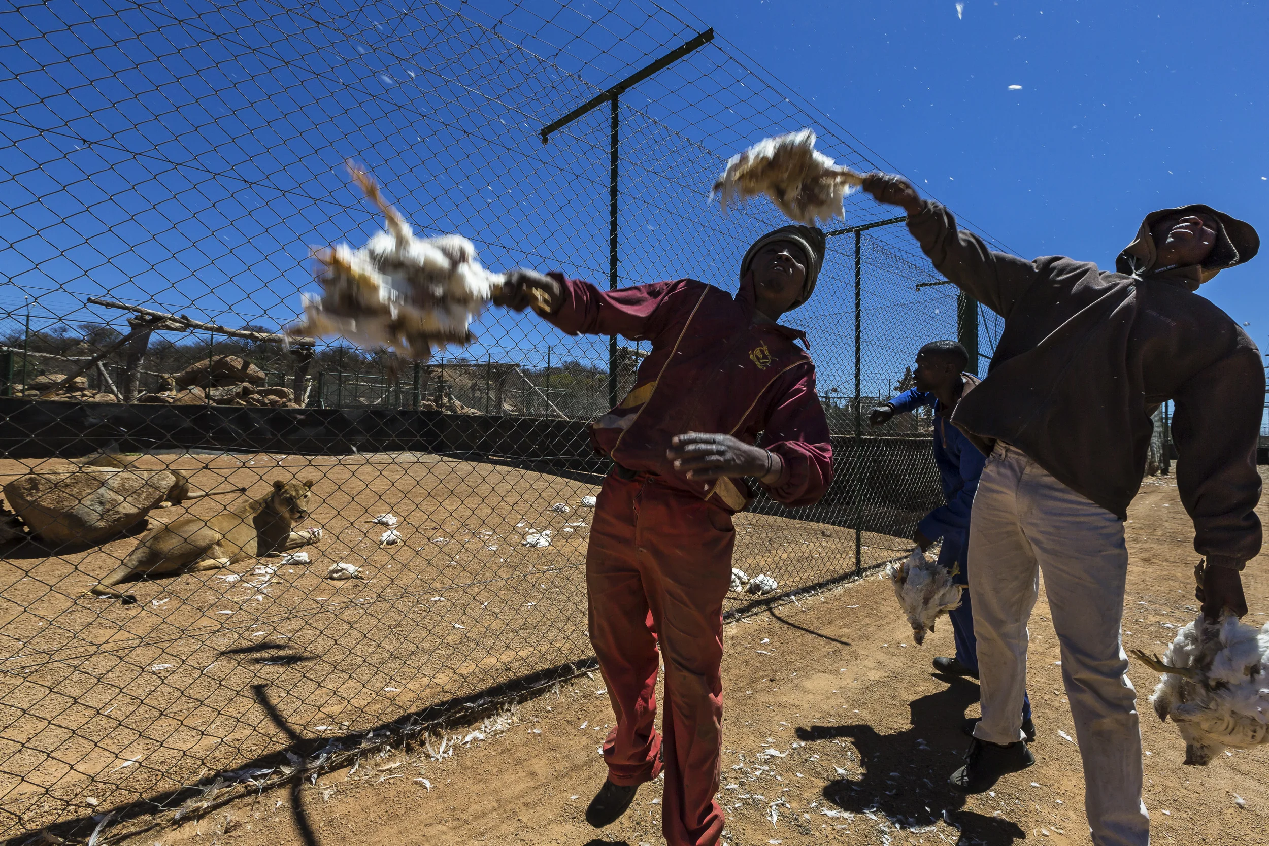 WOLMARANSSTAD, SOUTH AFRICA, SEPTEMBER 2012: Images of breeding cages for lions on Buisfontein, a lion breeding farm outside of Wolmaransstad, South Africa, September 31, 2012. These lions will be raised to maturity, used for breeding purposes and when old enough will be sold to hunters for lion hunts in South Africa. Seven years is the preferred age. As controversial as the practice is, it is legal under the South African judicial system. Two systems for the hunts exist in two different provinces of South Africa. One practice sees the lion released for a minimal 96 hours into a 3000-hectare area before the hunt can begin. The other practice sees the lion released for 3 months into a minimum 3000-hectare area before it can be hunted. Recent global research points to the fact that hunting and breeding programs are necessary components for the survival of lions into the future. These phenomenons go some way towards lessening pressure on wild lion populations as well as preserving a strong lion DNA base and a future repository for lions for areas where they have been decimated. The hunting industry is also a strong employer in Africa, with over 1.4 million square kilometers given over to hunting concessions. This is a landmass more than 20% higher than that given over to Wildlife Conservation areas. More than 18000 hunters come to Africa every year and the money high-end dangerous game hunting brings to the continent goes some way to preserving the land mass set aside for hunting. The South Africa Predators Breeders association is making strides towards a more regulated industry, with a charter and code of conduct in the works, which is expected to bring a stronger emphasis on ethical practice into play. (Photo by Brent Stirton/Reportage for National Geographic Magazine.)