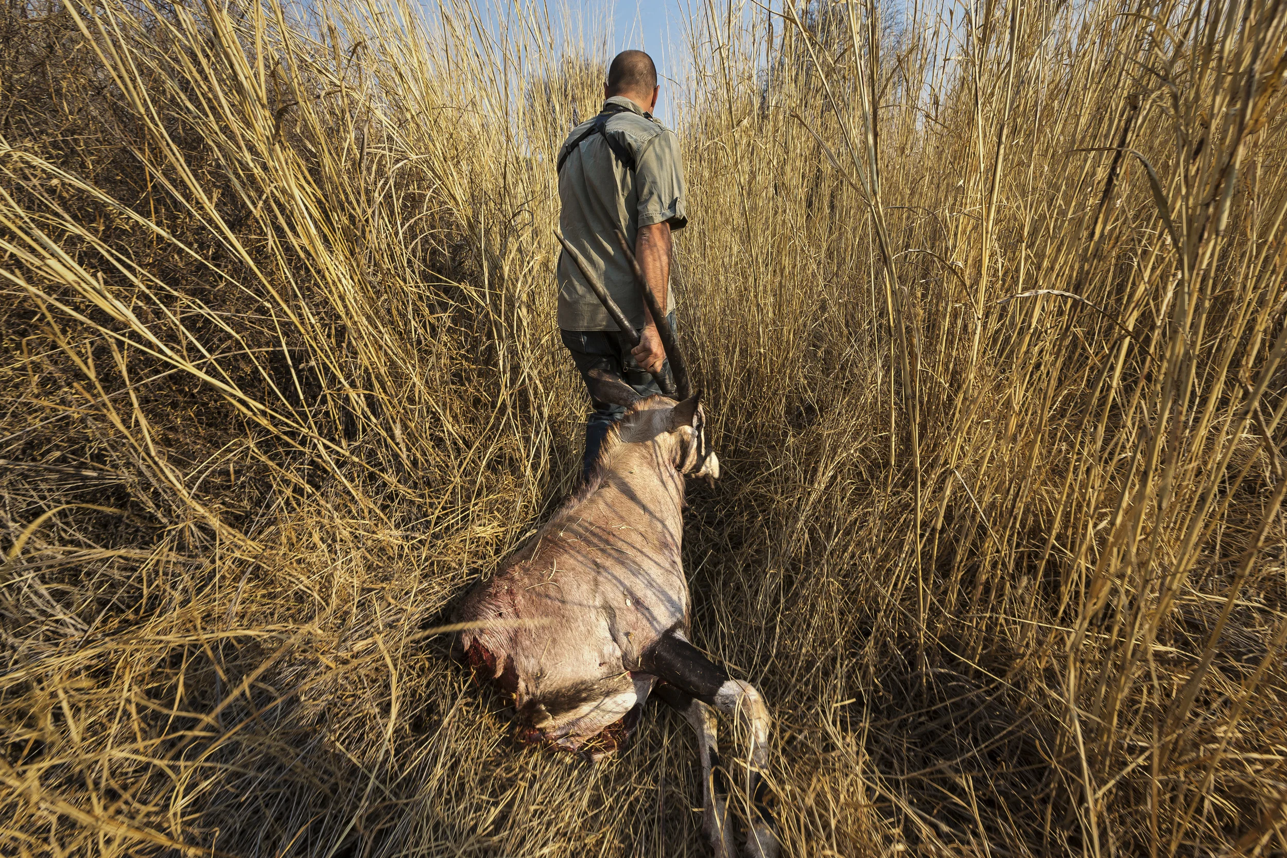 OKAHANDJA, NORTH NAMIBIA, SEPTEMBER 2012: A lion hunt in progress on a hunting concession in North Namibia, 17-25 September 2012. Over 700 000Km2 are given over to Hunting Concessions in Southern Africa alone. Namibia has the most sustainable hunting model, with ownership of animals given to local communities and private ranchers. There are 71 hunting concessions in Namiba today. This has provided economic incentive to look after these animals, especially major Trophy animals like lions. These images depict Bill Centers, 65, a life-long American hunter, hunting for a lion with Pieter De Lange, a Professional Hunter with Omujeve Safaris, who specialise in hunting with foreign clients in Namibia. These hunters are all high end clients who stay in the best lodges in Namibia and pay trophy fees in excess of $50 000 to hunt a lion. Namibia has limited quotas for trophy animals which are closely monitored. Game breeding for eco-tourism and hunting purposes is growing in Namibia. Hunting and Tourism which occurs on Community land means that those communities are comensated by both hunting groups and tourism, earning them finance which can be spent on community upliftment programs. (Photo by Brent Stirton/Reportage for National Geographic Magazine.)