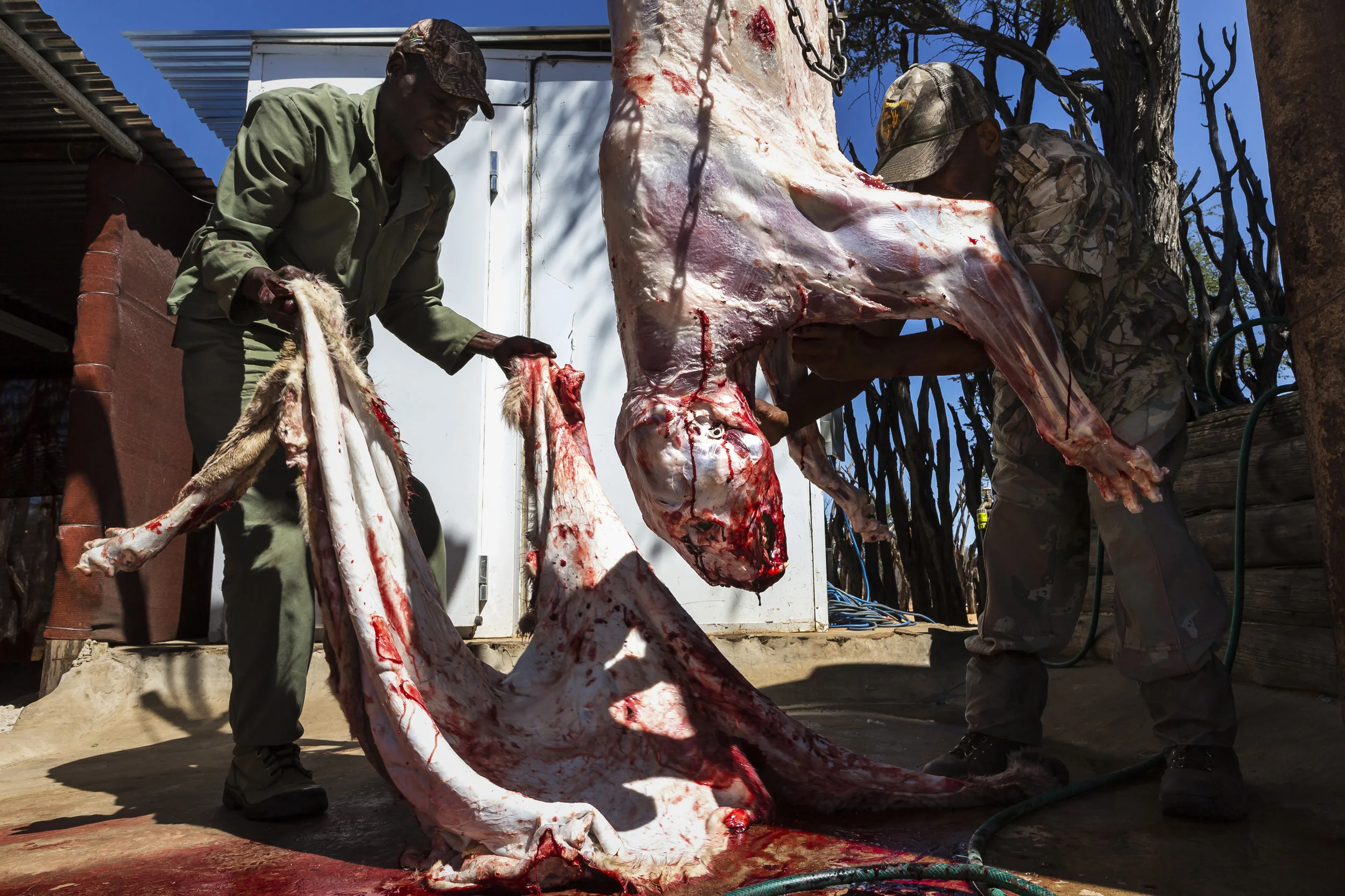 NORTH WEST PROVINCE, SOUTH AFRICA, OCTOBER 2012: American Bow hunter Steve Sibrel hunts a lioness with professional South African hunter guides on a game farm close to the South Africa/Botswana border region, October 19, 2012. Two systems for the hunts exist in two different provinces of South Africa. One practice sees the lion released for a minimal 96 hours into a 3000-hectare area before the hunt can begin. The other practice sees the lion released for 3 months into a minimum 3000-hectare area before it can be hunted. The lioness in these images was released 96 hours ahead of the hunt into the area. Recent global research points to the fact that hunting and breeding programs are necessary components for the survival of lions into the future. These practices go some way towards lessening pressure on wild lion populations as well as preserving a strong lion DNA base and a future repository for lions for areas where they have been decimated. The hunting industry is also a strong employer in Africa, with over 1.4 million square kilometers given over to hunting concessions. This is a landmass more than 20% higher than that given over to Wildlife Conservation areas. More than 18000 hunters come to Africa every year and the money high-end dangerous game hunting brings to the continent goes some way to preserving the land mass set aside for hunting. The South Africa Predators Breeders association is making strides towards a more regulated industry, with a charter and code of conduct in the works, which is expected to bring a stronger emphasis on ethical practice into play. (Photo by Brent Stirton/Reportage for National Geographic Magazine.)