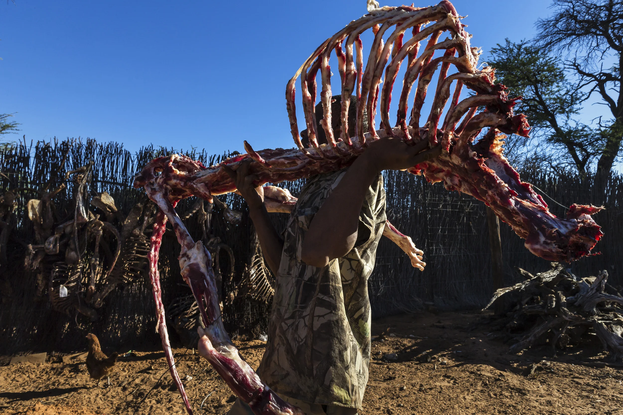 NORTH WEST PROVINCE, SOUTH AFRICA, OCTOBER 2012: Lion bones from hunts hang up to dry on a hunting concession in the North West Province, South Africa, October 19, 2012. These bones come from lions killed in legal hunts. The dealer requires a local permit for Nature Conservation South Africa as well as a Cites export permit for this trade. There is a large Asian market for these bones, which are crushed and used in Asian medicines and also in Lion Wine. Lion bone has become more popular in Asian culture as a result of the increasing rarity of the Tiger. Tiger parts have long been a part of Asian traditional medicine, but with less than 3000 tigers left in the wild, lion bone is becoming increasingly popular. Conservationists argue that this increasing demand for lion bone will severely impact wild lion populations. Hunters and breeders argue that they can easily meet the demand and that a legal trade means wild lion populations as well as tiger populations will be saved as captive breeding and hunting of those lions can meet the demand. Prices for a lion skeleton vary, from $1200 to $10, 000. South Africa is the lion hunting and breeding capital of the world, with an estimated 500 plus lions hunted every year and the largest breeding programs in the world. (Photo by Brent Stirton/Reportage by National Geographic Magazine.)