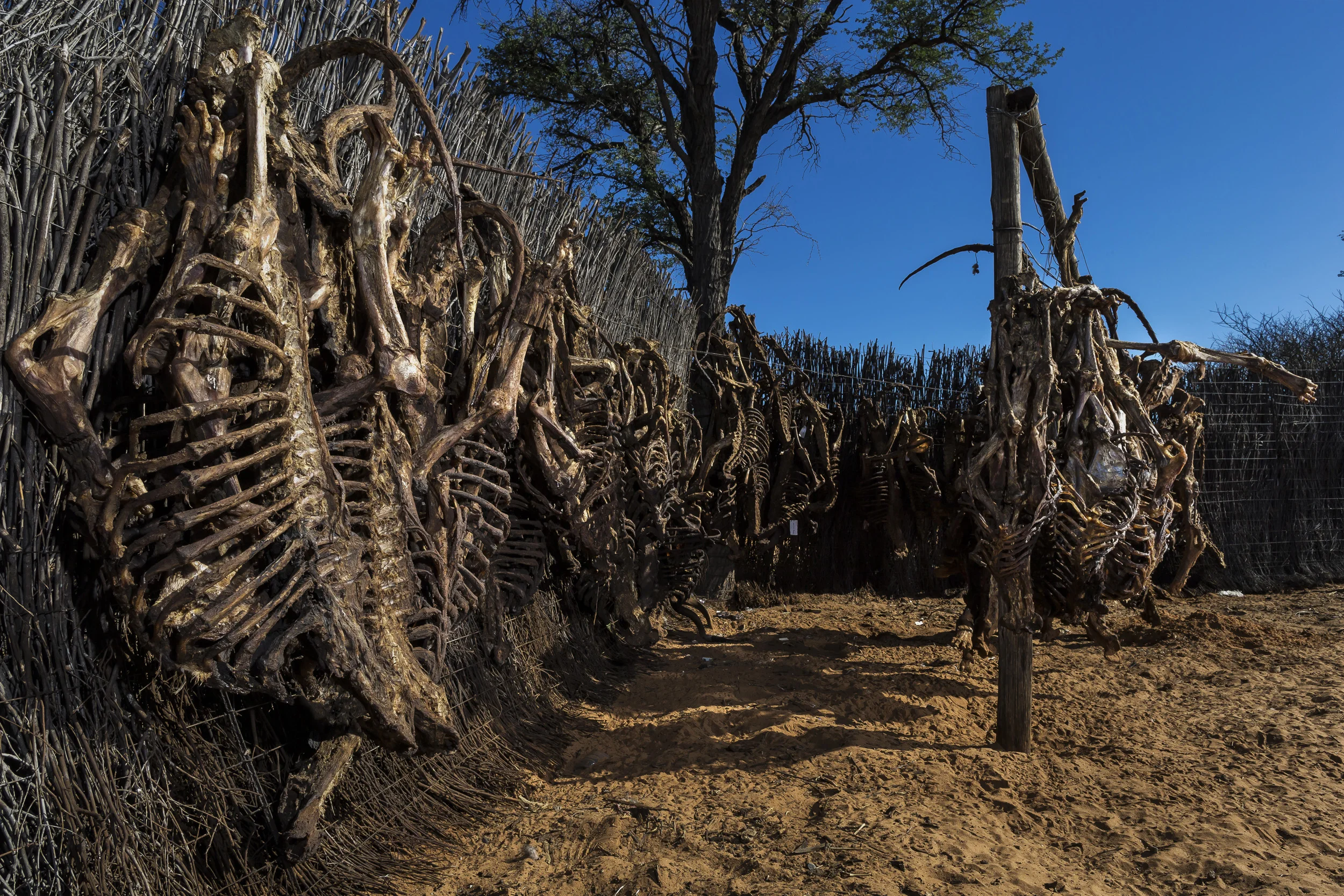 NORTH WEST PROVINCE, SOUTH AFRICA, OCTOBER 2012: Lion bones from hunts hang up to dry on a hunting concession in the North West Province, South Africa, October 19, 2012. These bones come from lions killed in legal hunts. The dealer requires a local permit for Nature Conservation South Africa as well as a Cites export permit for this trade. There is a large Asian market for these bones, which are crushed and used in Asian medicines and also in Lion Wine. Lion bone has become more popular in Asian culture as a result of the increasing rarity of the Tiger. Tiger parts have long been a part of Asian traditional medicine, but with less than 3000 tigers left in the wild, lion bone is becoming increasingly popular. Conservationists argue that this increasing demand for lion bone will severely impact wild lion populations. Hunters and breeders argue that they can easily meet the demand and that a legal trade means wild lion populations as well as tiger populations will be saved as captive breeding and hunting of those lions can meet the demand. Prices for a lion skeleton vary, from $1200 to $10, 000. South Africa is the lion hunting and breeding capital of the world, with an estimated 500 plus lions hunted every year and the largest breeding programs in the world. (Photo by Brent Stirton/Reportage by National Geographic Magazine.)