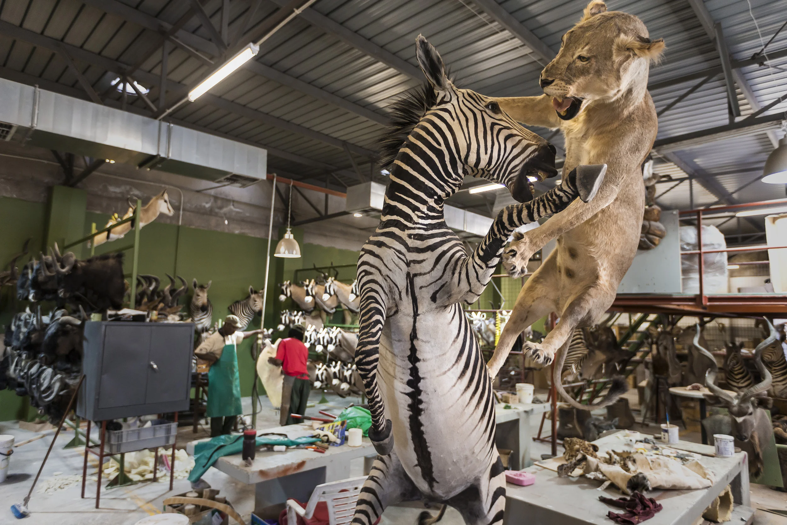 WINDHOEK, NAMIBIA, SEPTEMBER 2012: Images of taxidemist operation "Inyati" in the capital of Windhoek, Namibia, September 26 2012. Namibia is a popular hunting destination, with over 71 hunting concessions and a system of either private or community ownership over animals. (Photo by Brent Stirton/Reportage by Getty Images.)