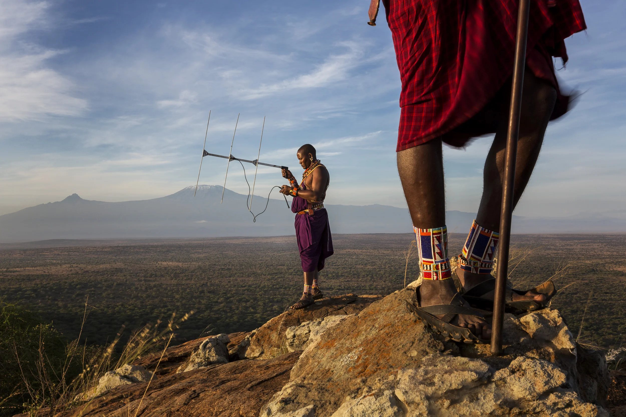 AMBOSELLI ECOSYSTEM, KENYA, 25 FEBRUARY 2013: Images of "Lion Guardians" using telemetry to locate lions in the ecosystem outside of Amboselli National Park, Kenya, 25 February 2013. Lion guardians is a conservation program which recruits leading Maasai men, many of whom are former lion killers, into a system which monitors lions, confers a sense of ownership and pride in them and forms a Maasai vanguard which seeks to prevent other Maasai from hunting lions in retribution for cattle killing. Retaliatory and traditional spearing by Maasai warriors is the greatest threat to the survival of lions in Maasailand. the Lion Guardians program is unique in employing the traditional enemy of lions to conserve rather than kill them. The Guardians monitor spoor, use telemetry devices to track collared lions, and collect dna samples for analysis. They have also named all the lions in their area and recently produced identity cards which further reinforce notions of lion identity within Maasai communities. (Photo by Brent Stirton/Reportage for National Geographic Magazine.)