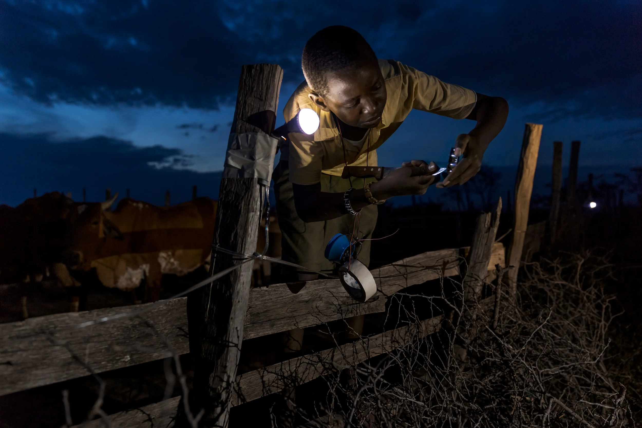 NAIROBI, KENYA, MARCH 7 2012: Richard Turere, 13, attachs his "Lion Lights" invention to the timber posts of a cattle kraal close to his home on the outskirts of Nairobi National Park, Kenya, March 7, 2013. Richard devised these lights when he was 11 years old and they are an effective local solution to lion attacks on Maasai livestock at night. "These lights are a small device which protects Maasai cows from lions," says Richard. "Lions fear moving lights so I have made a device that tricks lions into thinking that I am awake and walking around when I am actually sleeping in my bed." Richard has become a minor celebrity as a result of his invention, Brookhouse School, an exclusive private institution, has offered him a full scholarship and he has given a number of TED talks about his invention. Richard is now considering an electric fence design, but this time its aim is to keep people out. (Photo by Brent Stirton/Reportage for National Geographic Magazine.)
