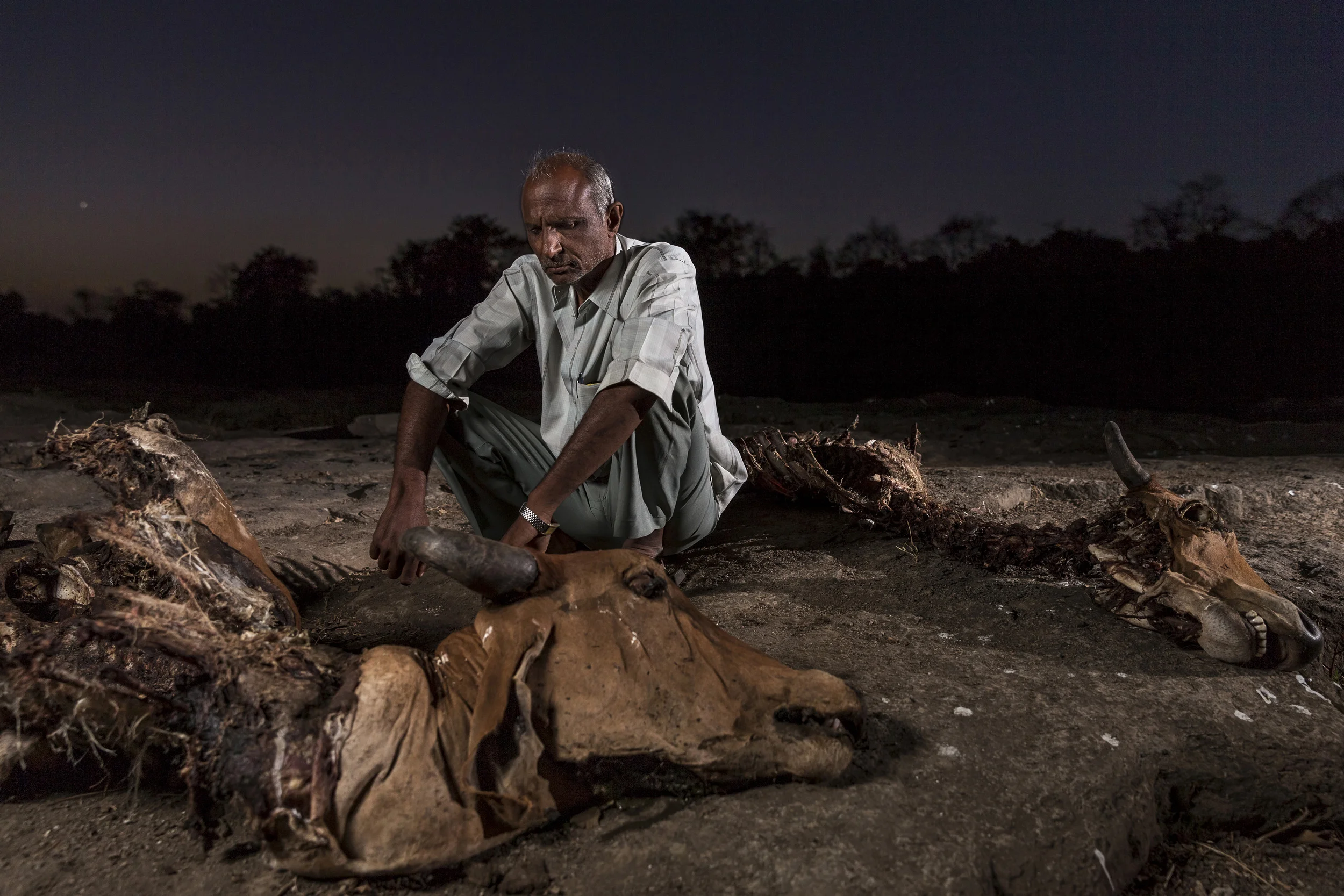 GIR NATIONAL PARK, GUJARAT, INDIA, APRIL 3 2013: Images of a man who lost two cows three days previously to an attack by Asiatic lions from Gir National Park, these are the last lion outside of Africa which reside inside Gir National Park, Gujarat, India, 3 April 2013. The herdsmen holds no grudge against the lions, despite their killing his cows and attacking a holy animal. He sees these lions as a proud symbol of the region. He will receive a small compensation for the dead cows, about half their value, which will be paid by the government forestry department. This small population of Asiatic lion was once as low as 50 animals before being successfully rebred to current numbers of around 400. (Photo by Brent Stirton/Reporage for Terra Matte Magazine.)