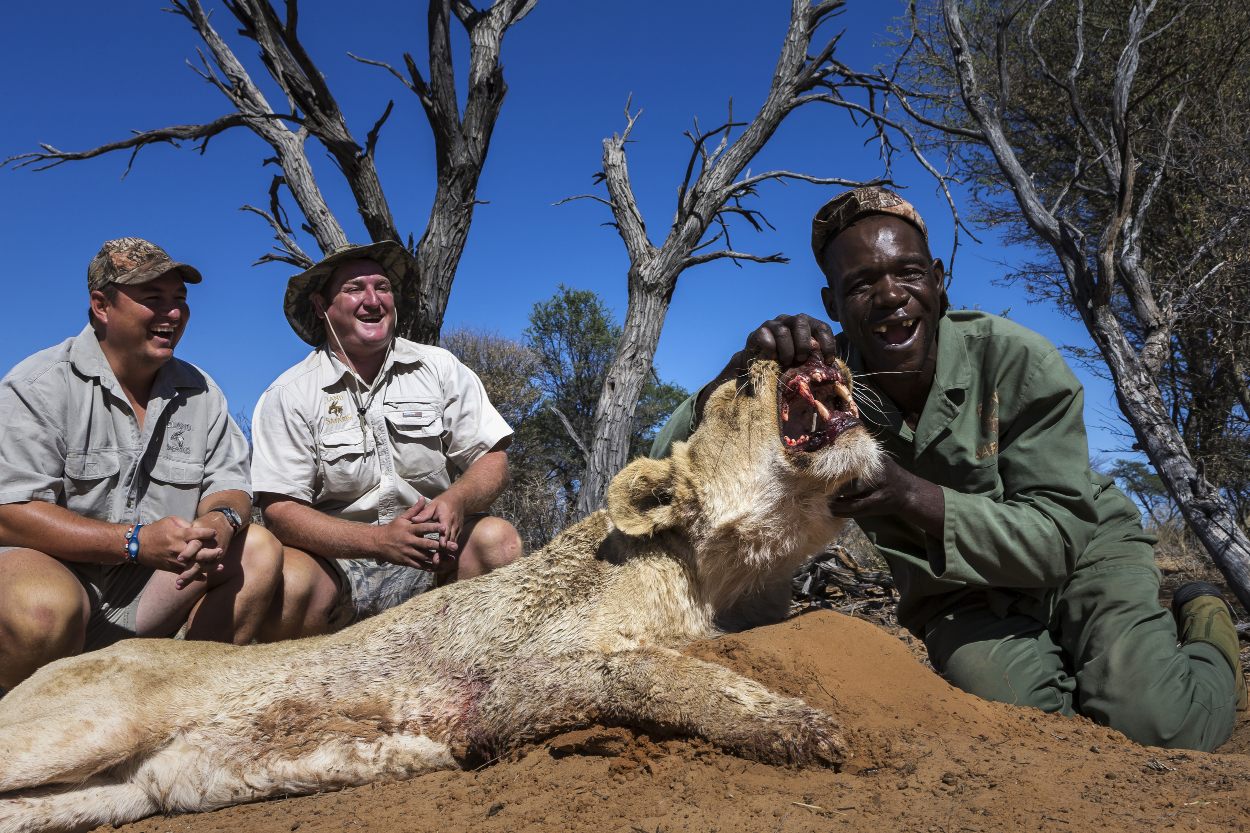 NORTH WEST PROVINCE, SOUTH AFRICA, OCTOBER 2012: Professional hunters fool around with a dead captive bred lioness after a bow hunt on a game farm close to the South Africa/Botswana border region, October 19, 2012. Two systems for the hunts exist in